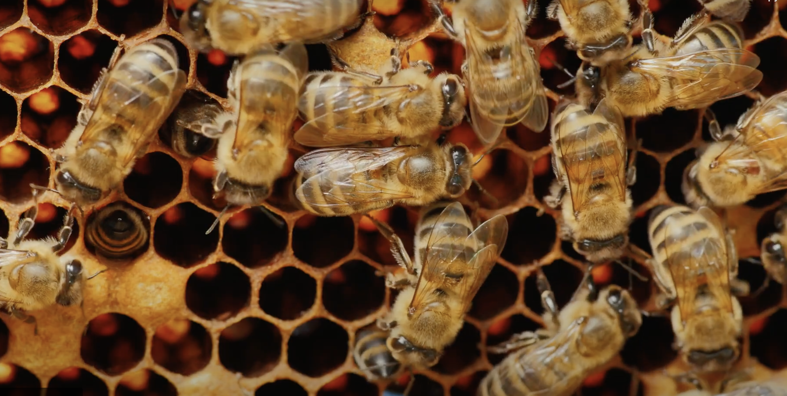 BEES Understory is a digital mapping tool that allows communities to reveal the hidden connections that bind them together.