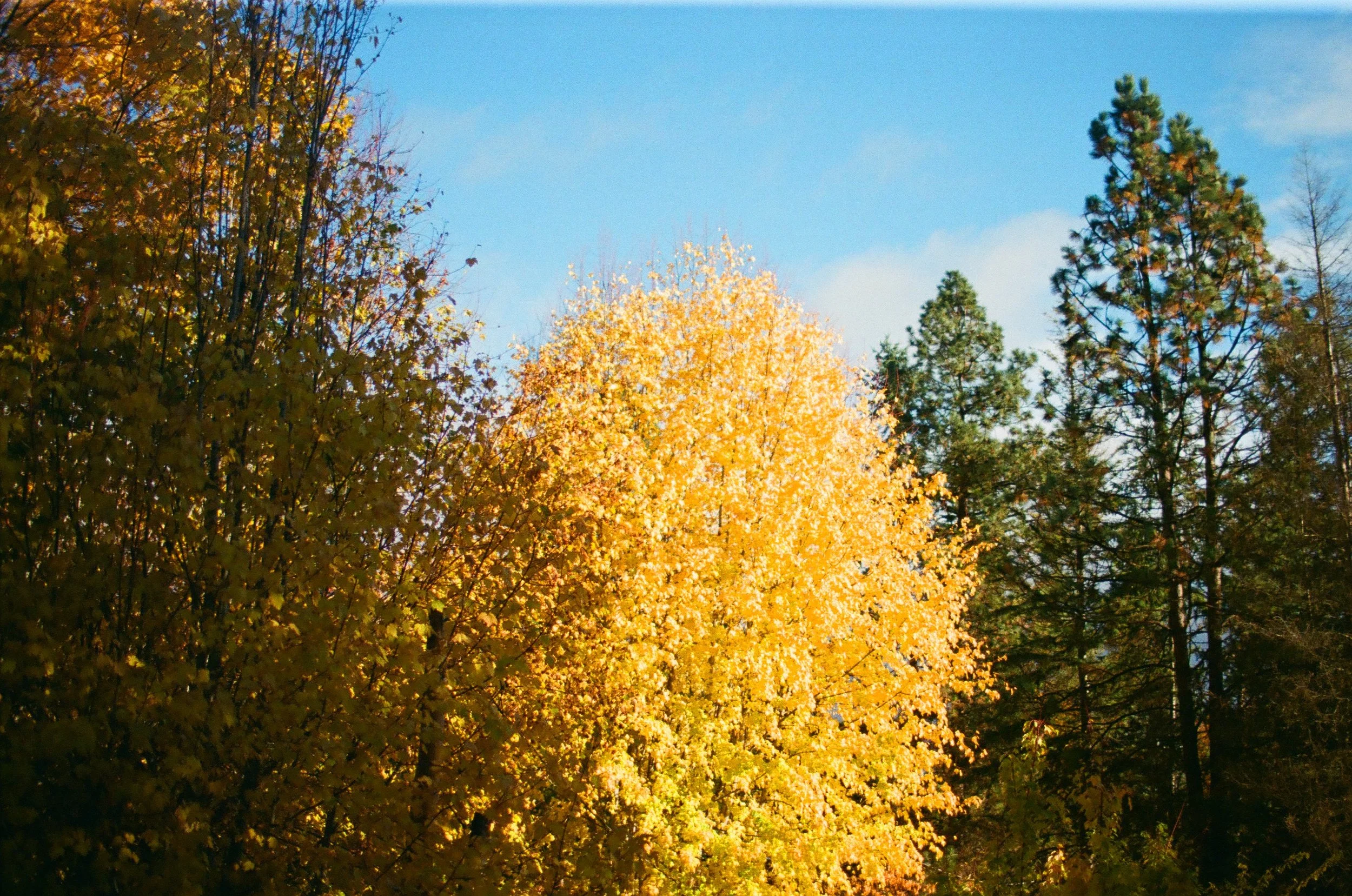 Using Brainspotting to Heal Betrayal Trauma 