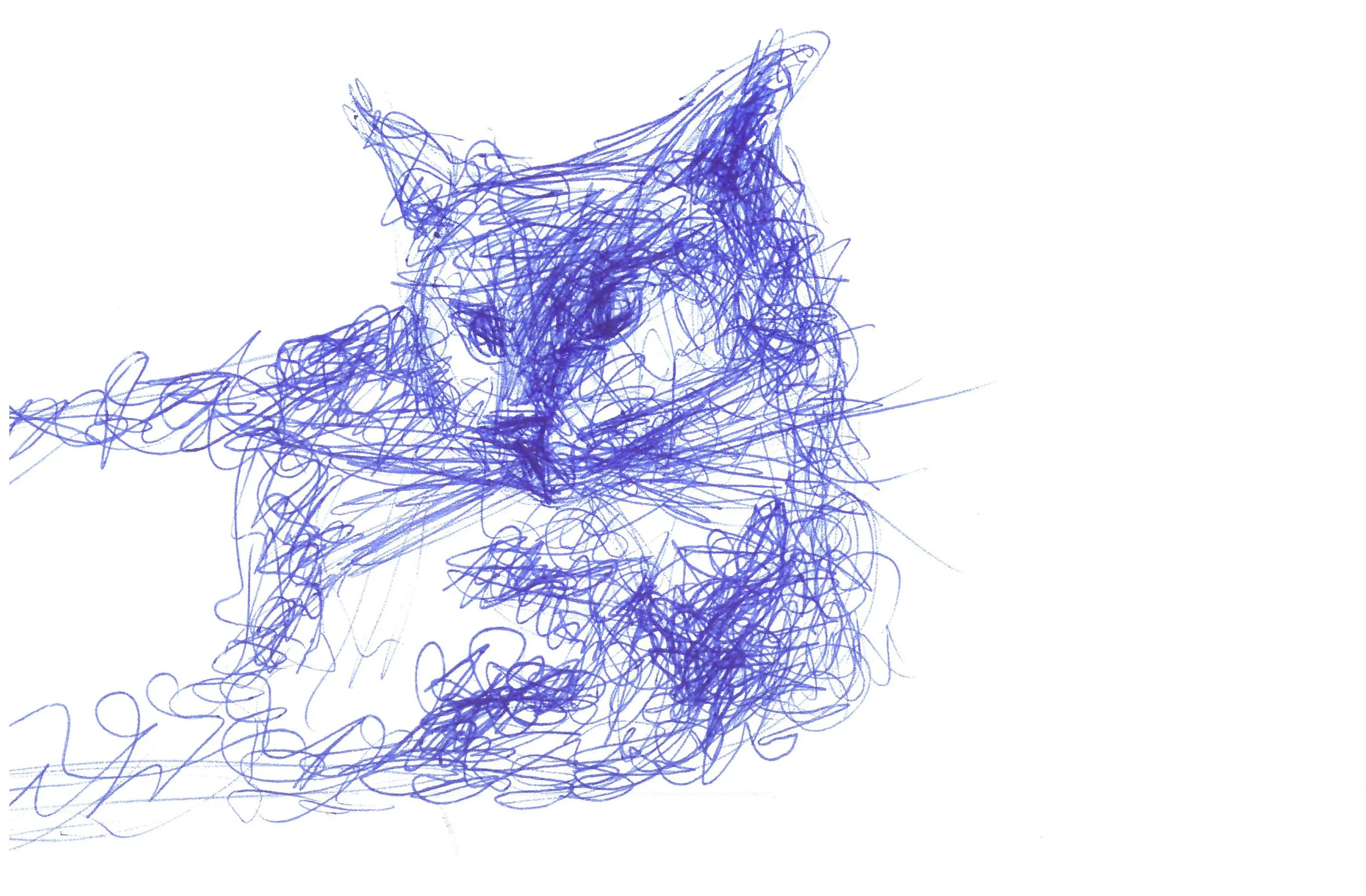 cat.jpg