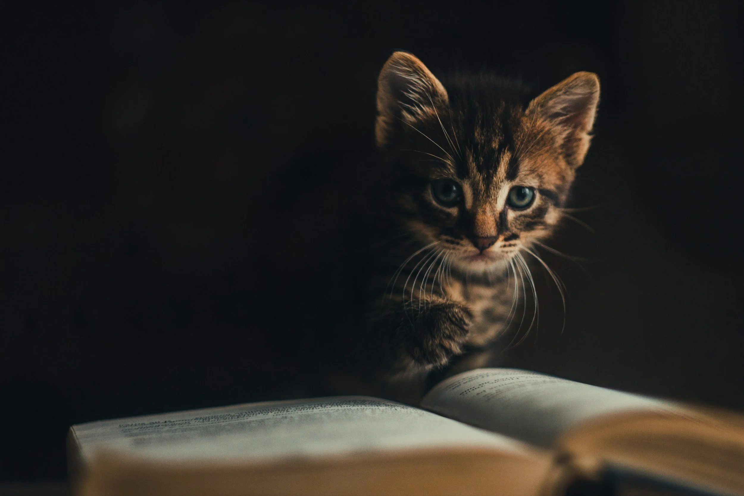 Büchertipps zur Tierkommunikation