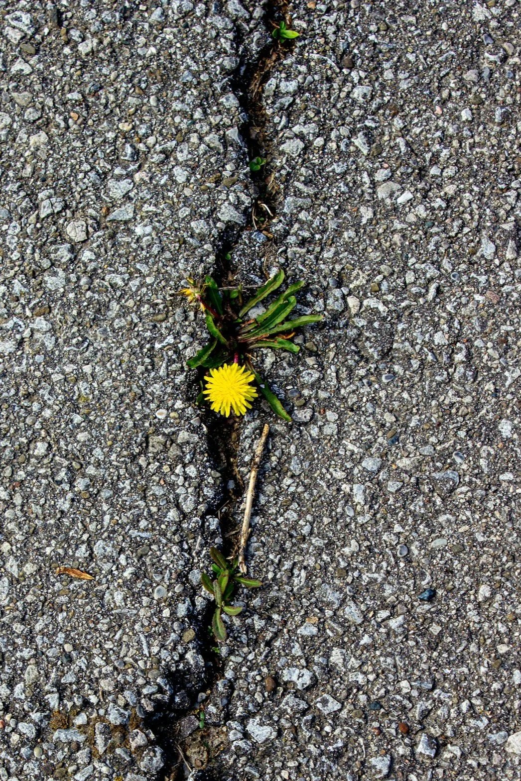 When Coping                      Becomes a Way of Living