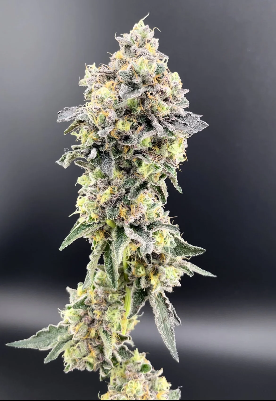 Sherbanger Flower