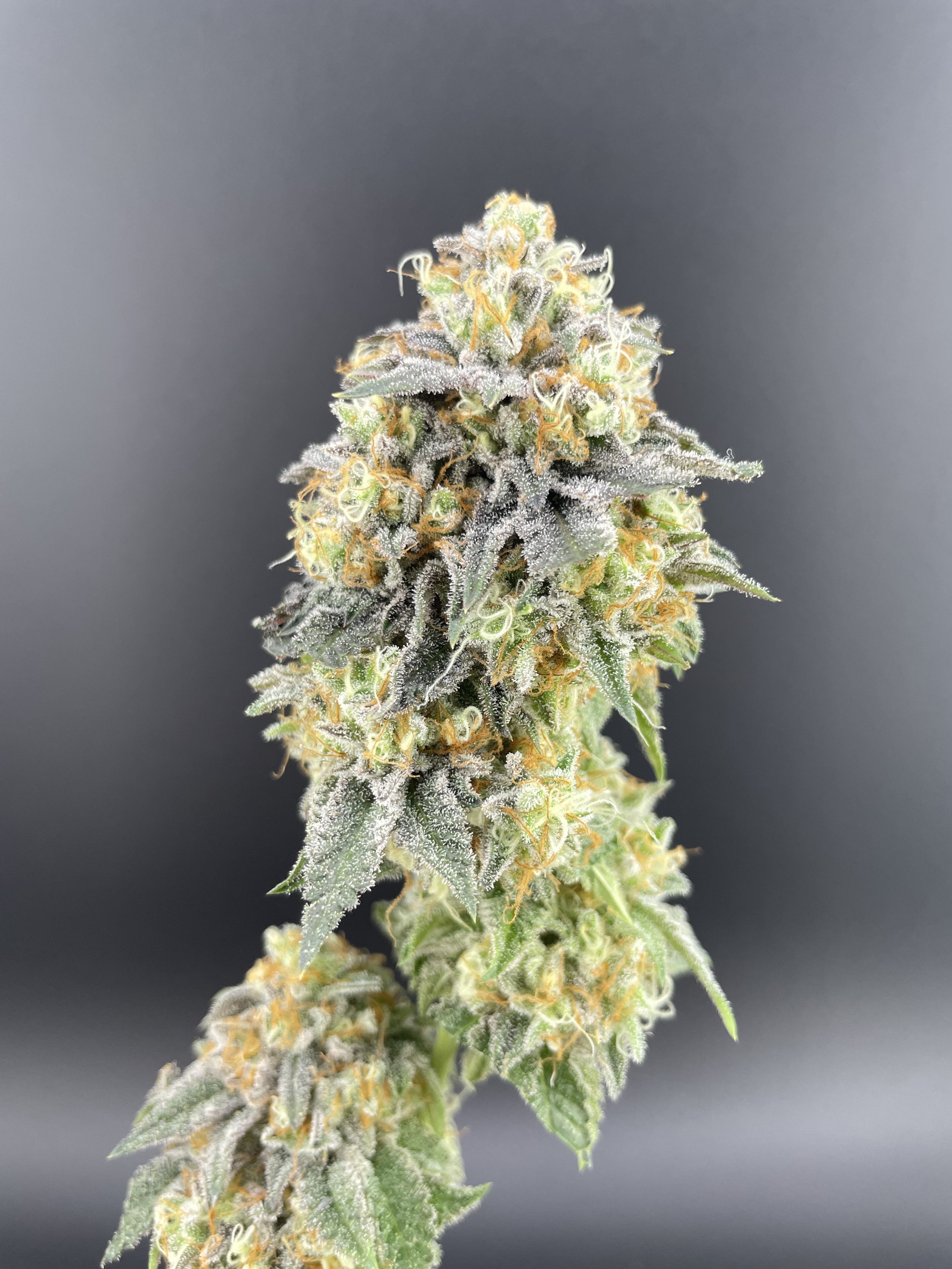 Gyozaa Flower