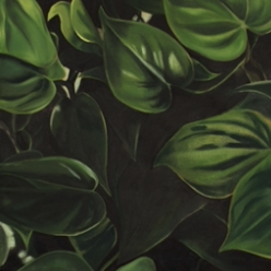 Philodendron  - Rebekah Lanier