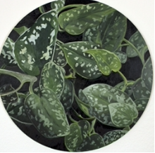 Scindapsis - Rebekah Lanier