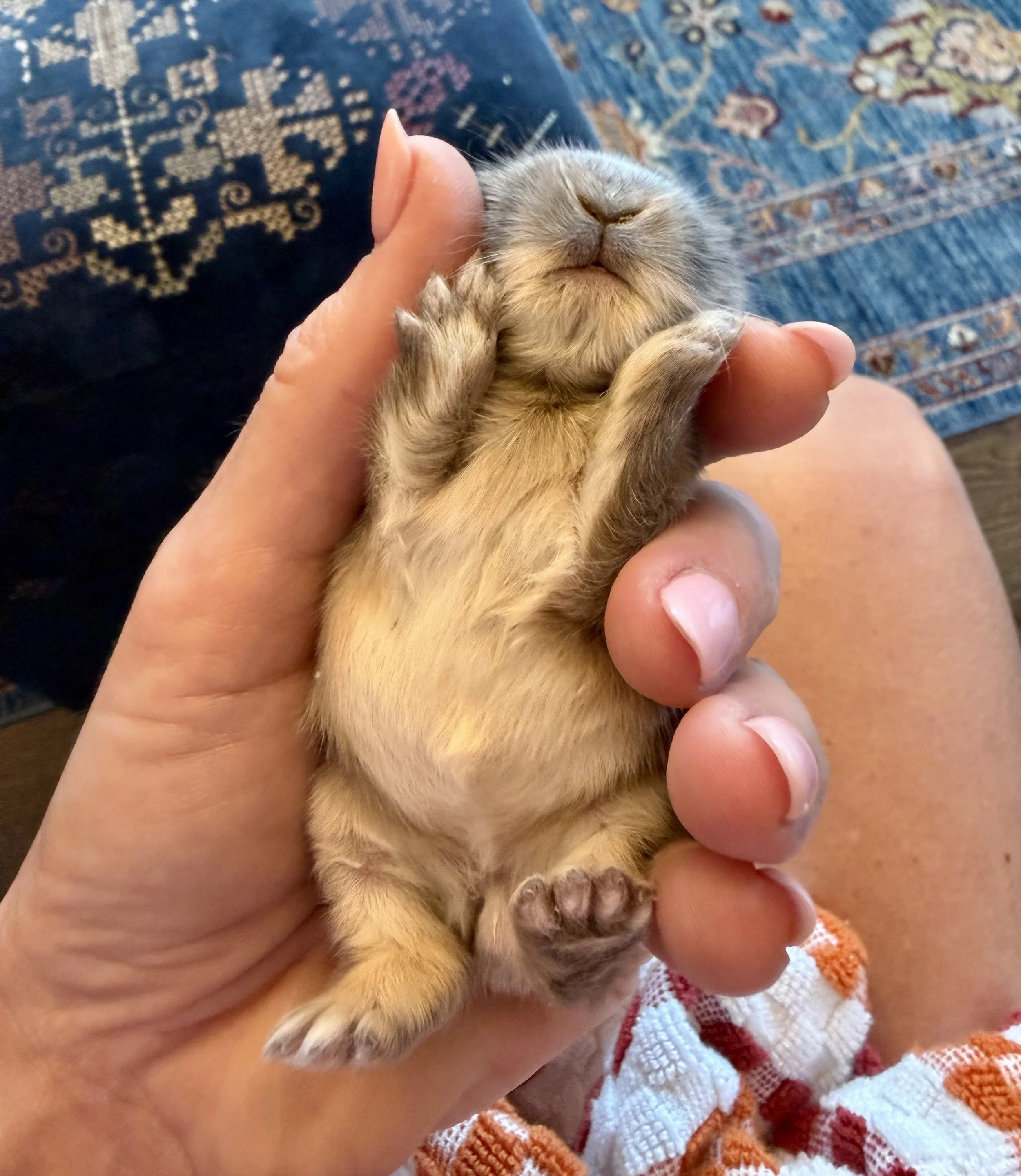 one week old Netherland Dwarf bunny available for sale in Minnetonka