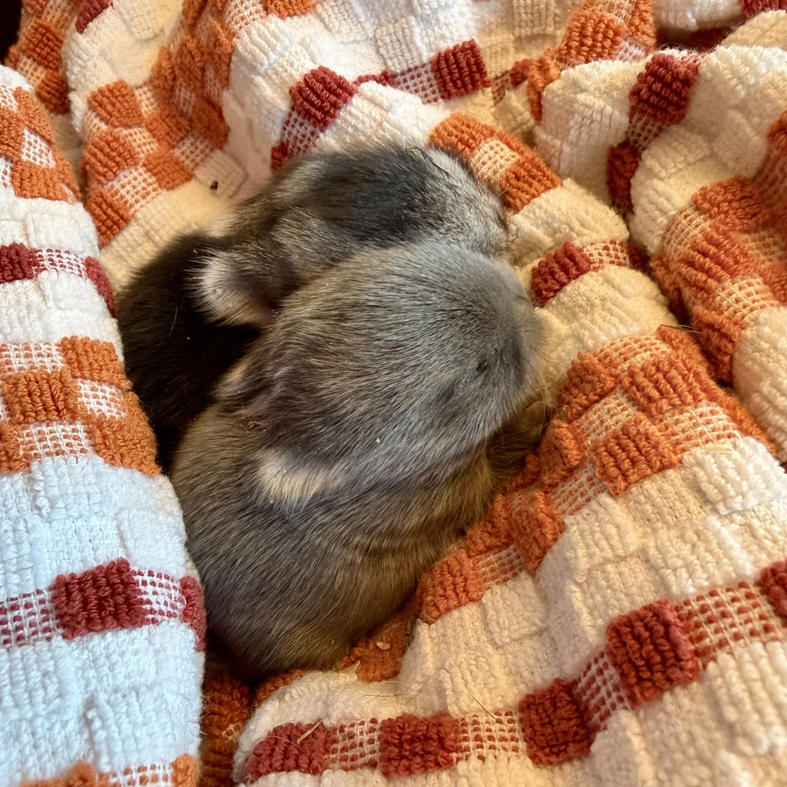One week old baby Netherland Dwarf bunnies available for sale in Minnetonka