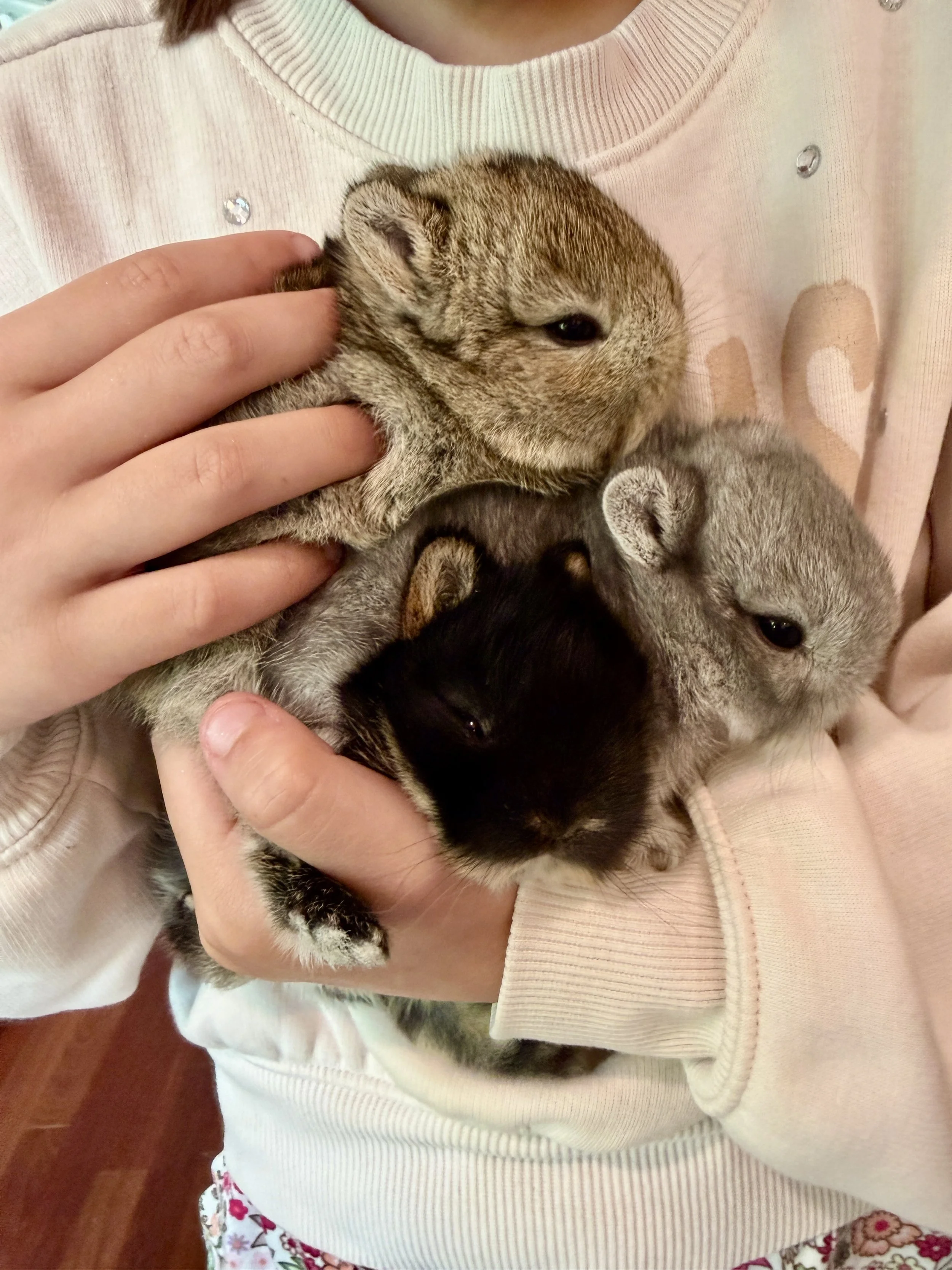 Available Soon! (Born on May 10, 2026) Contact info@mnbunnies for more info