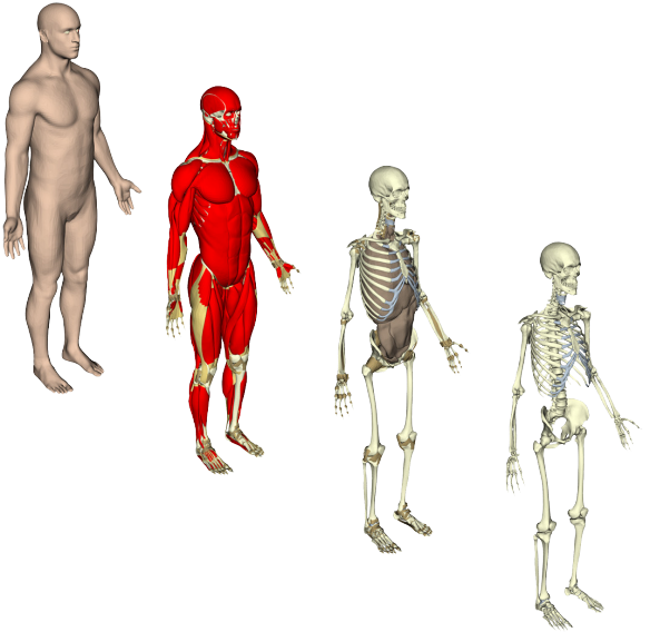 Progression of human anatomy models from a simplified external view to detailed skeletal and muscular systems.