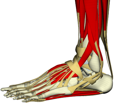 Detailed anatomical illustration of a human foot and ankle showing bones, muscles, tendons, and ligaments.