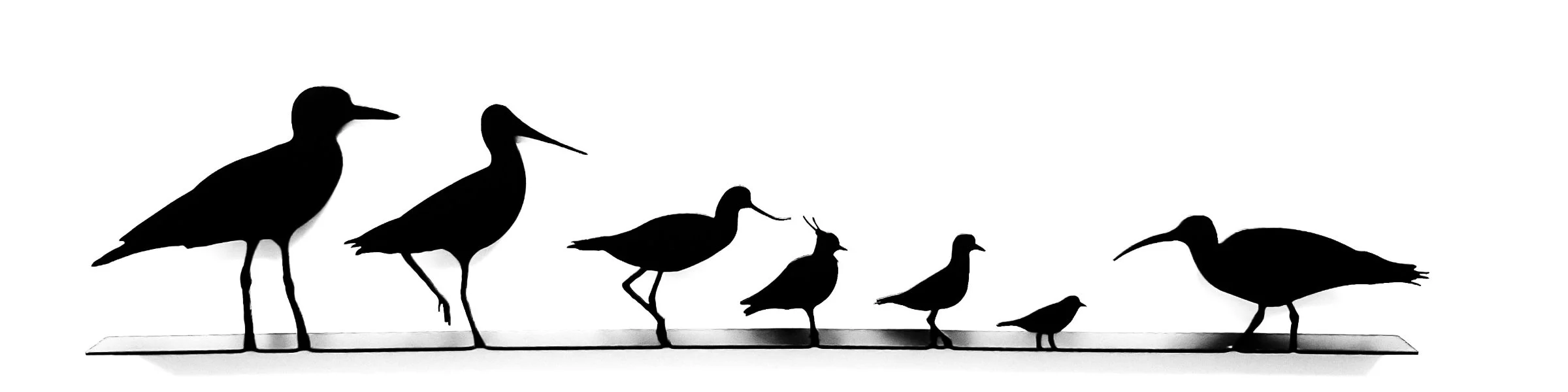 Silhouette of seven different bird figures in a row, each smaller than the last, on a horizontal base.