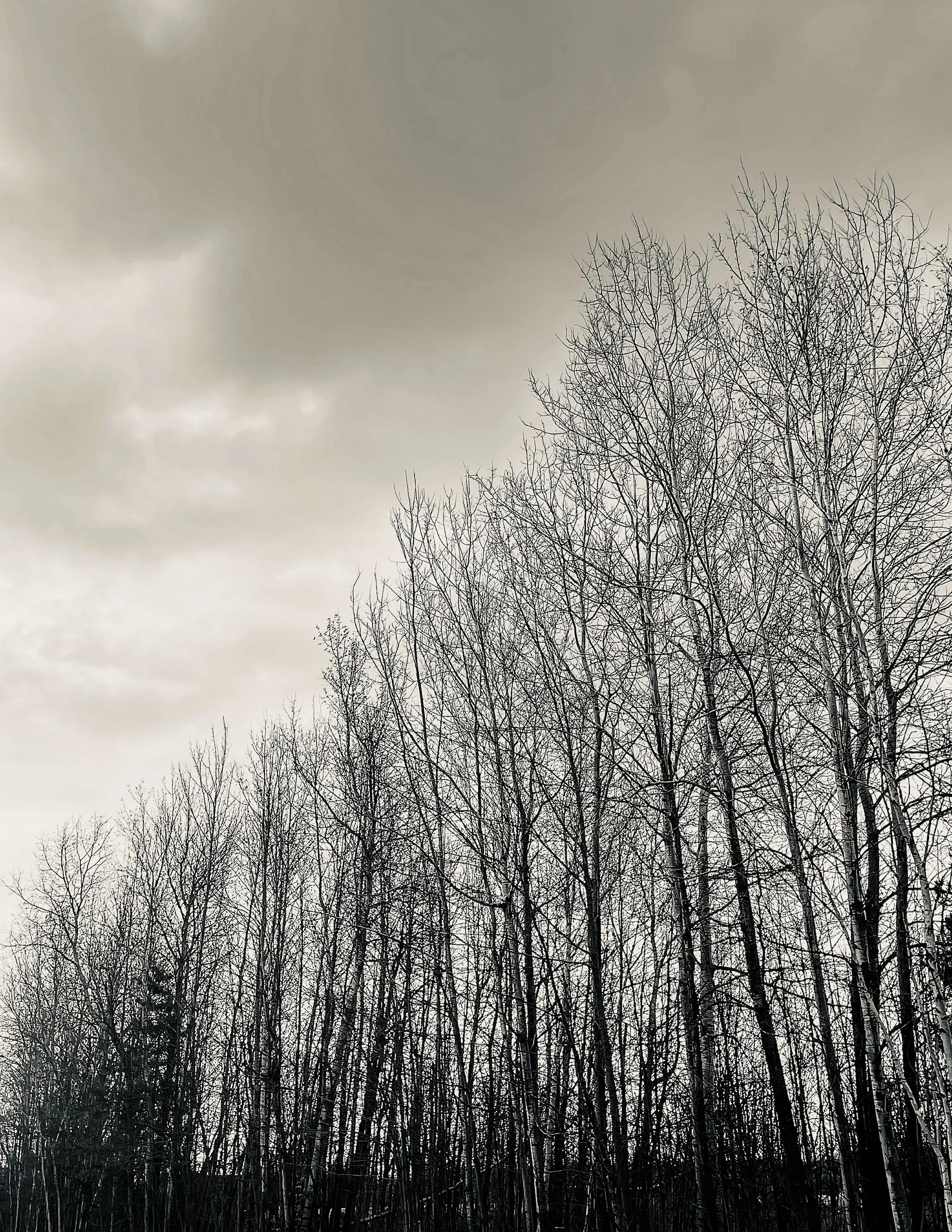 A black and white photograph of a leafless tree line with dark, cloudy skies overhead.