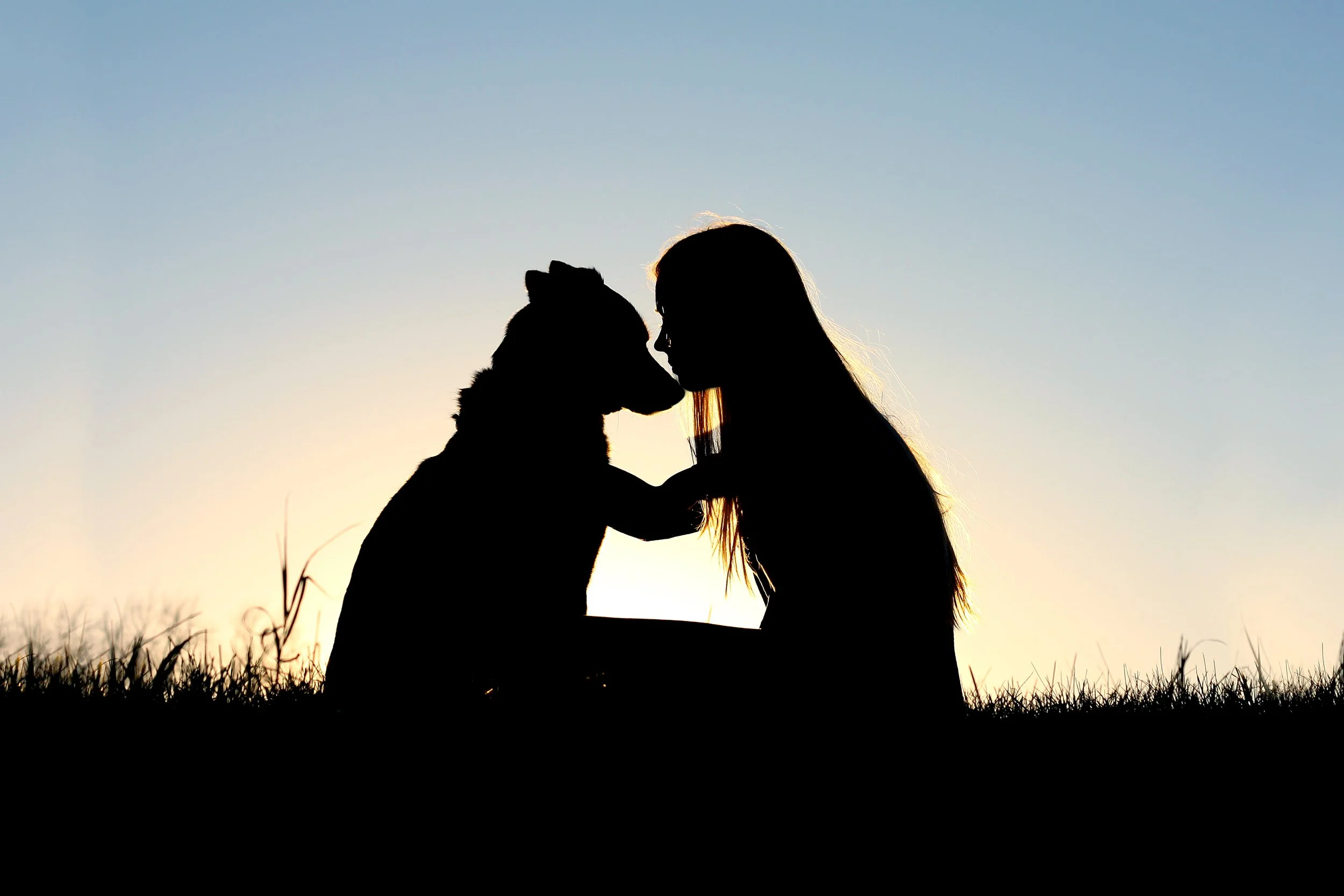 7-Module Course (On Demand): Honoring Your Soul Contracts with Animal Companions  
