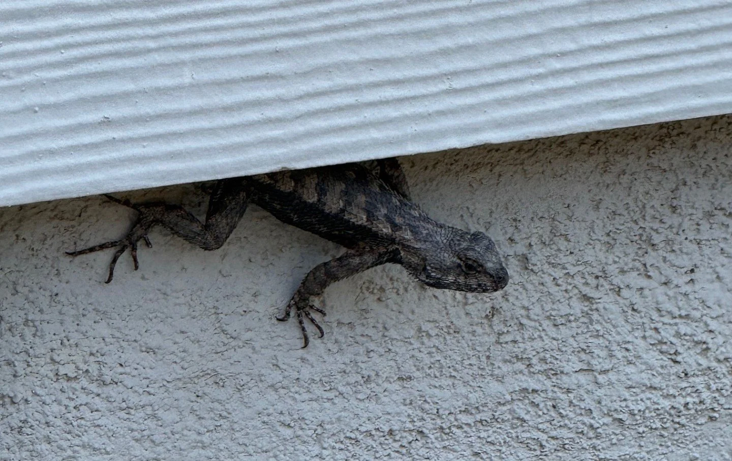 Lessons from a lizard gatekeeper
