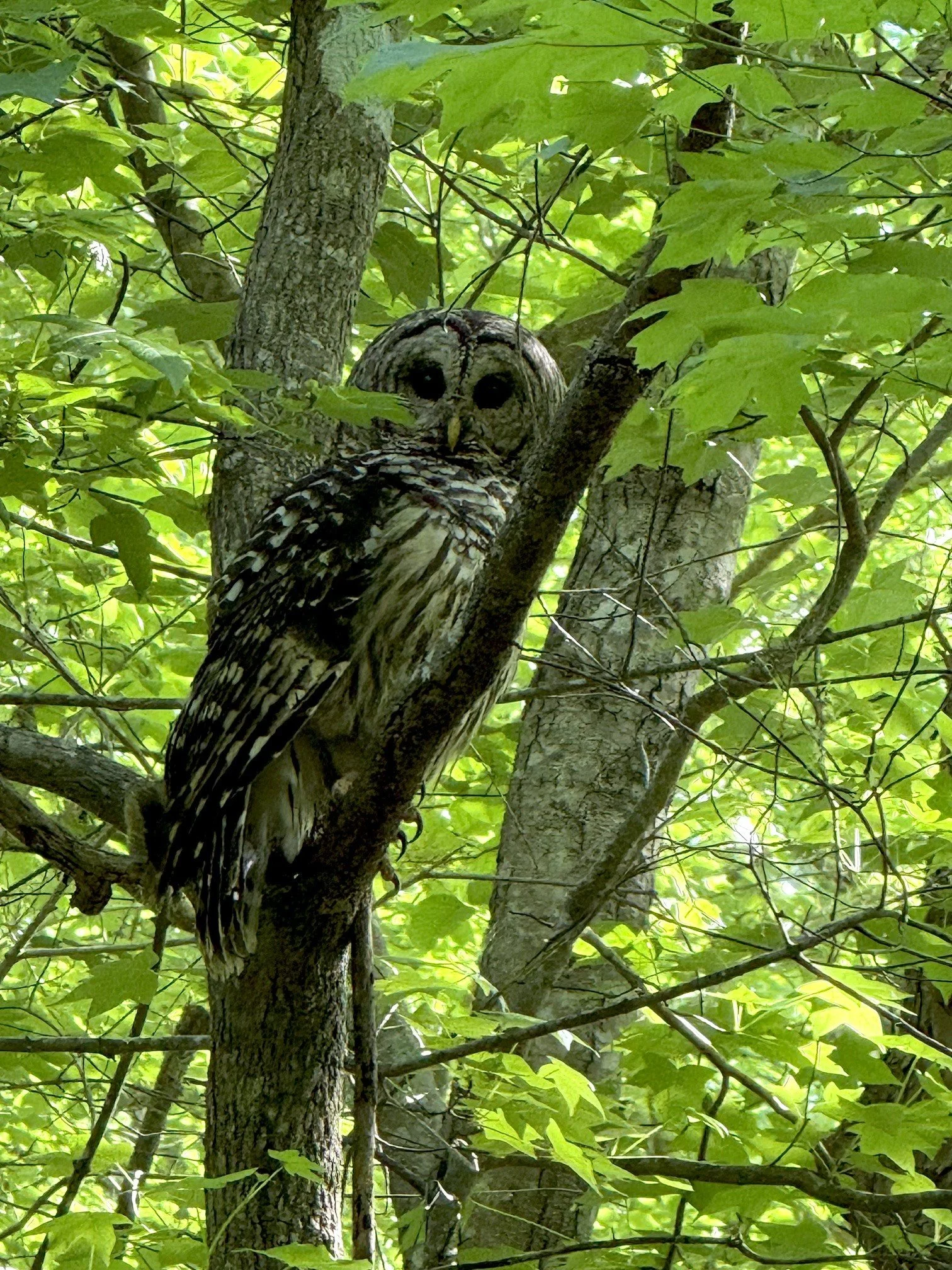 The Owl’s Wisdom Held a Deeper Truth… For Us All