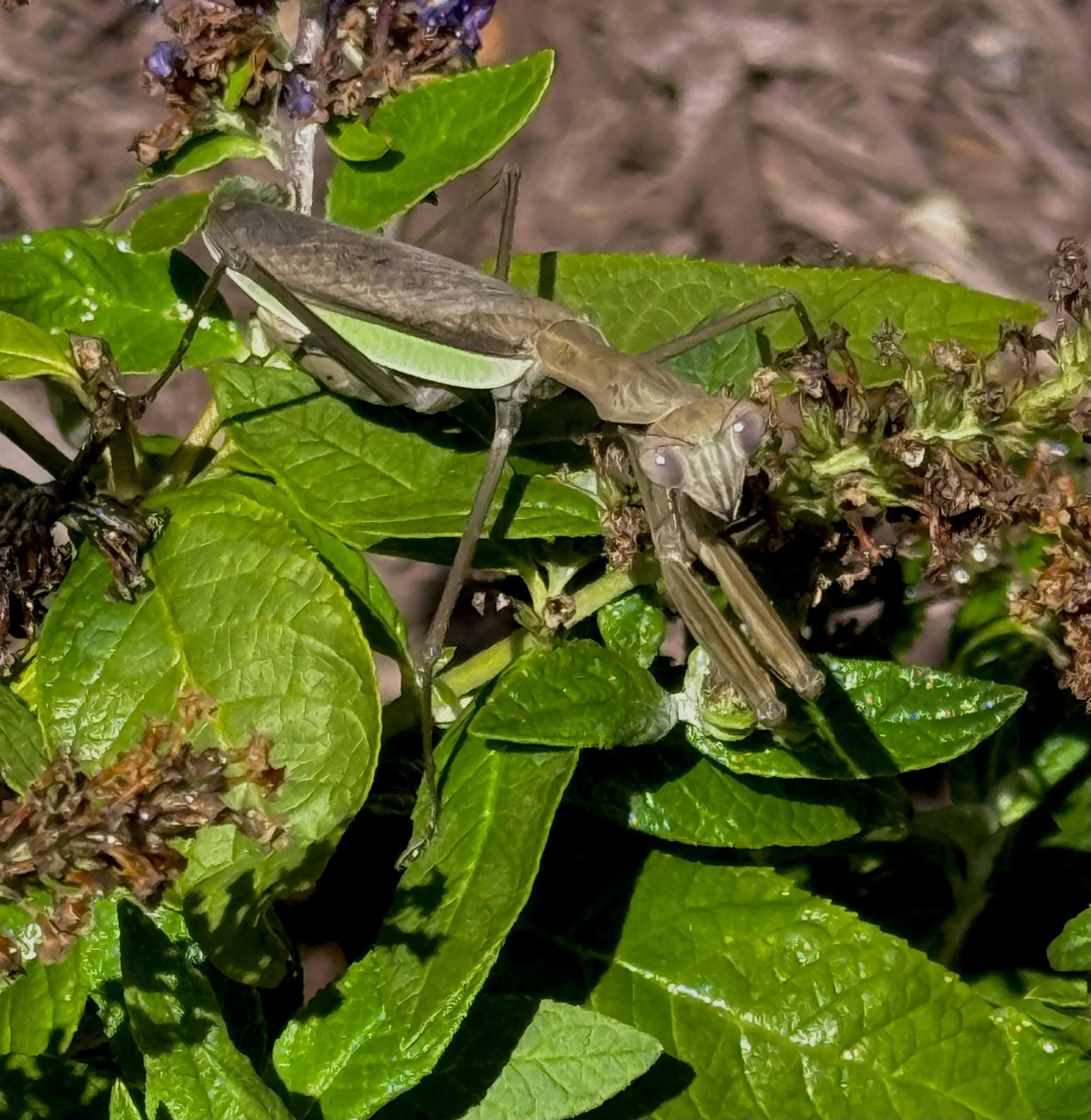 Teachings from a Praying Mantis