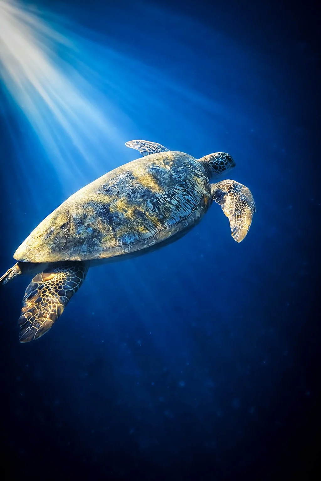 Tortue marine verte nageant dans les profondeurs bleues illuminées par les rayons du soleil, plongée tropicale