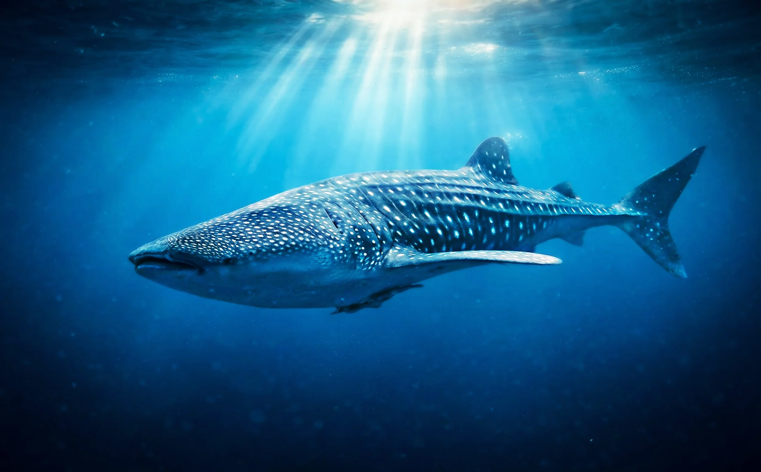 Requin baleine majestueux nageant sous les rayons lumineux dans l'océan bleu profond, expérience de plongée unique