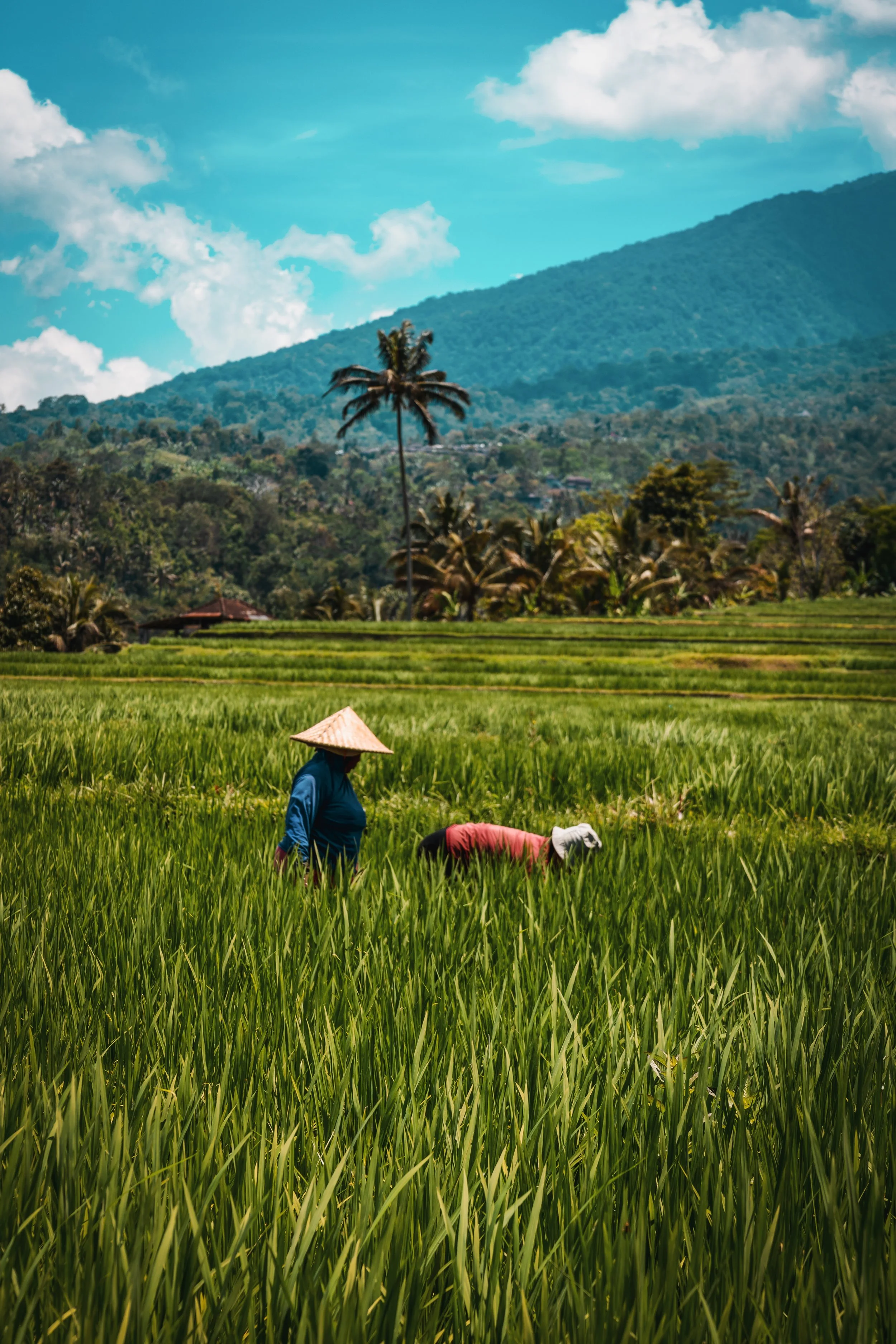  Paysans en chapeaux coniques travaillant dans des rizières verdoyantes avec montagne et palmiers en arrière-plan, immersion culturelle Asie