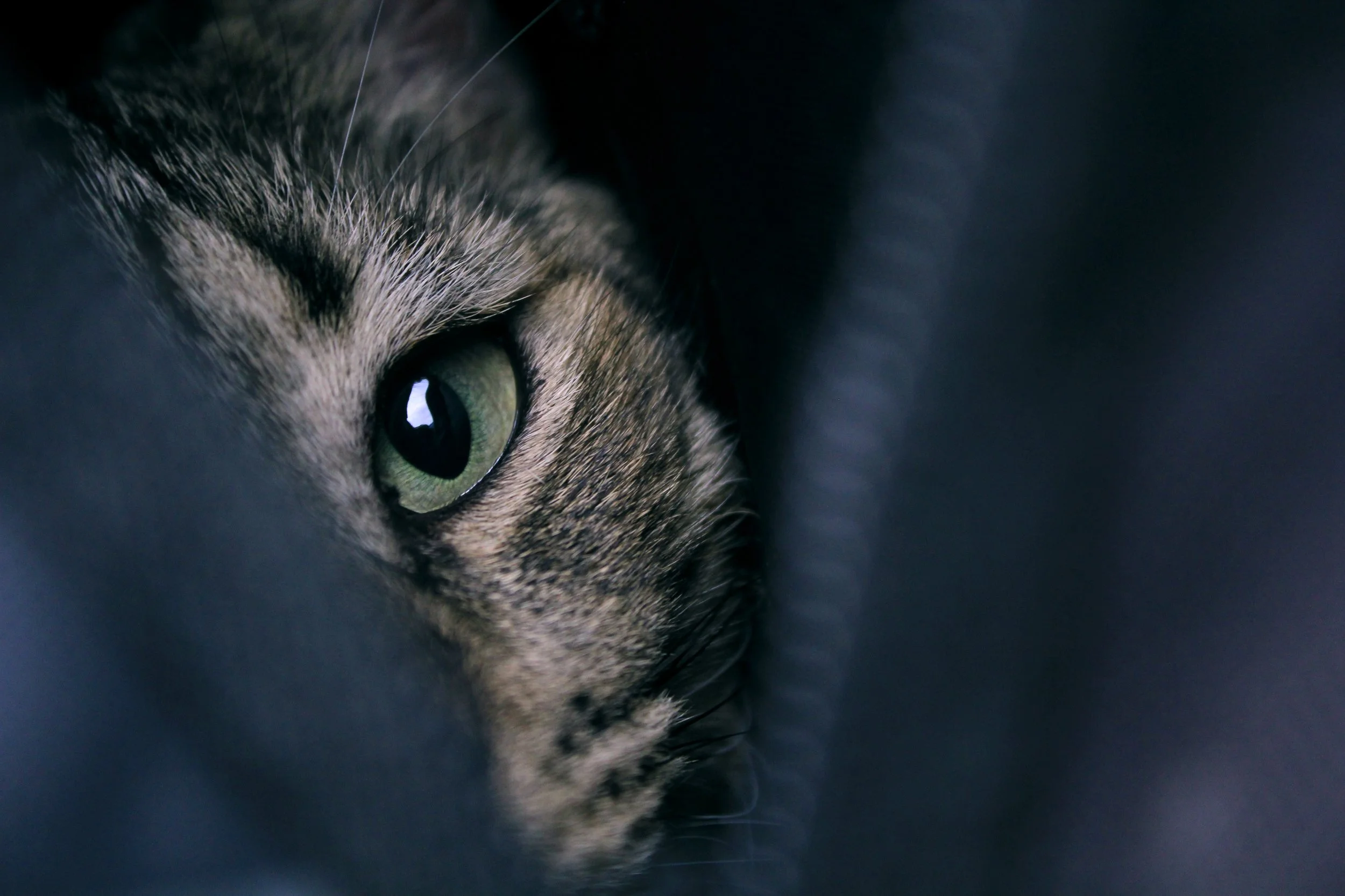 Copy of stock-photo-eye-wide-open-11340829.jpg