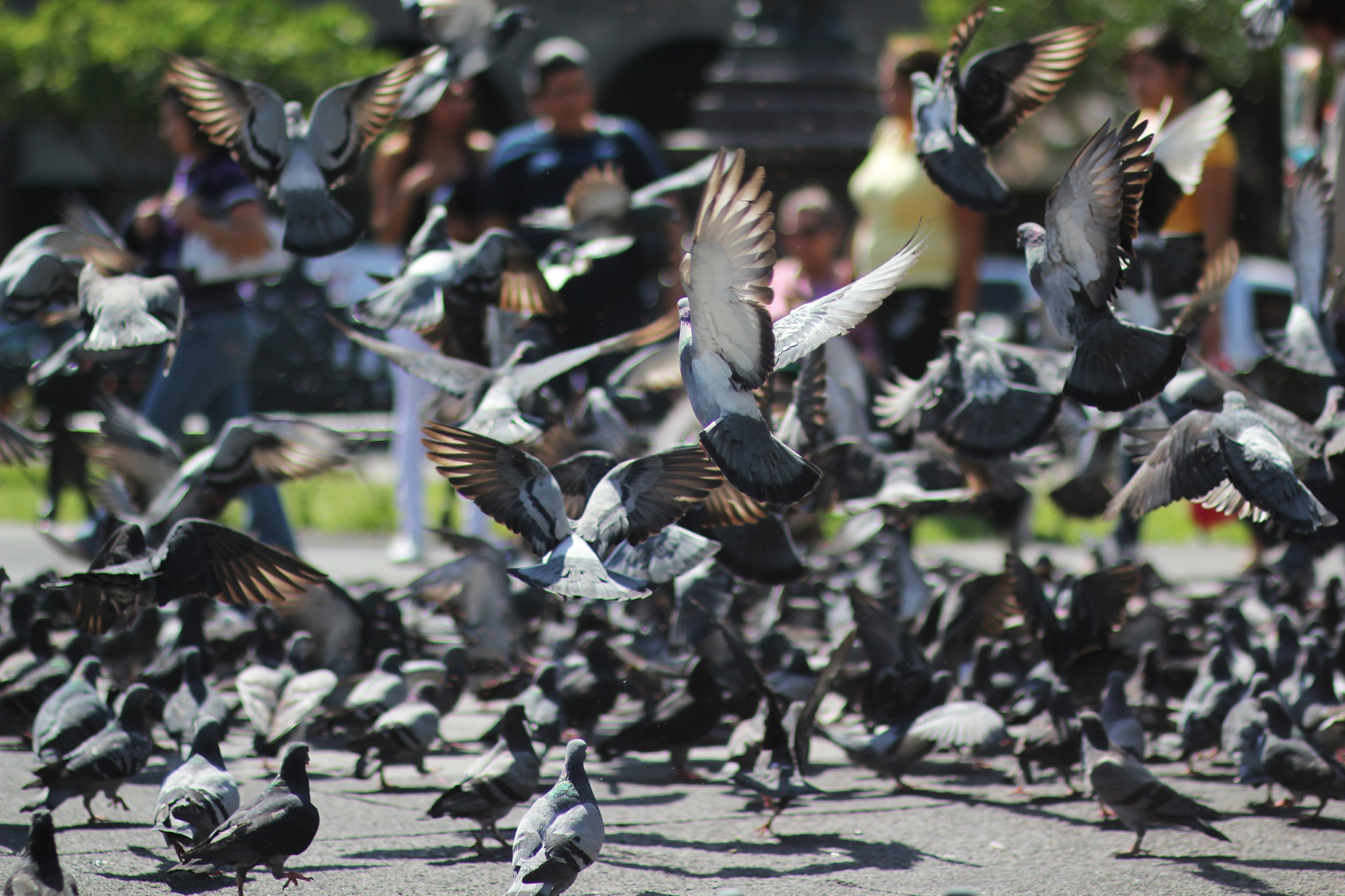 Copy of stock-photo-flight-30942151.jpg