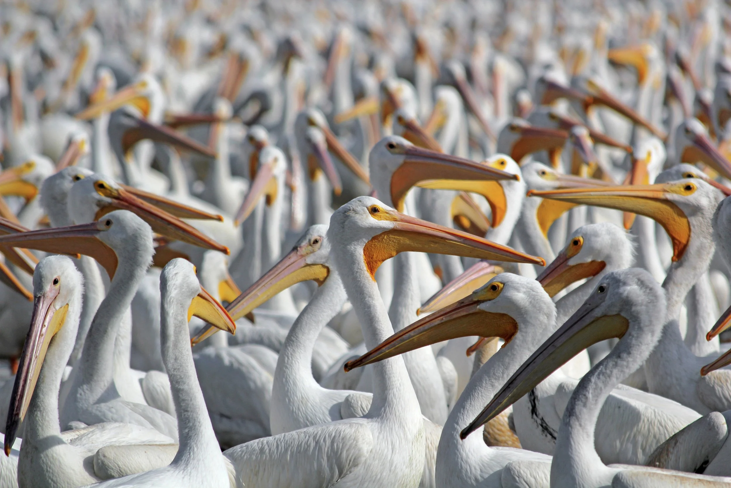 pelicans2.jpg