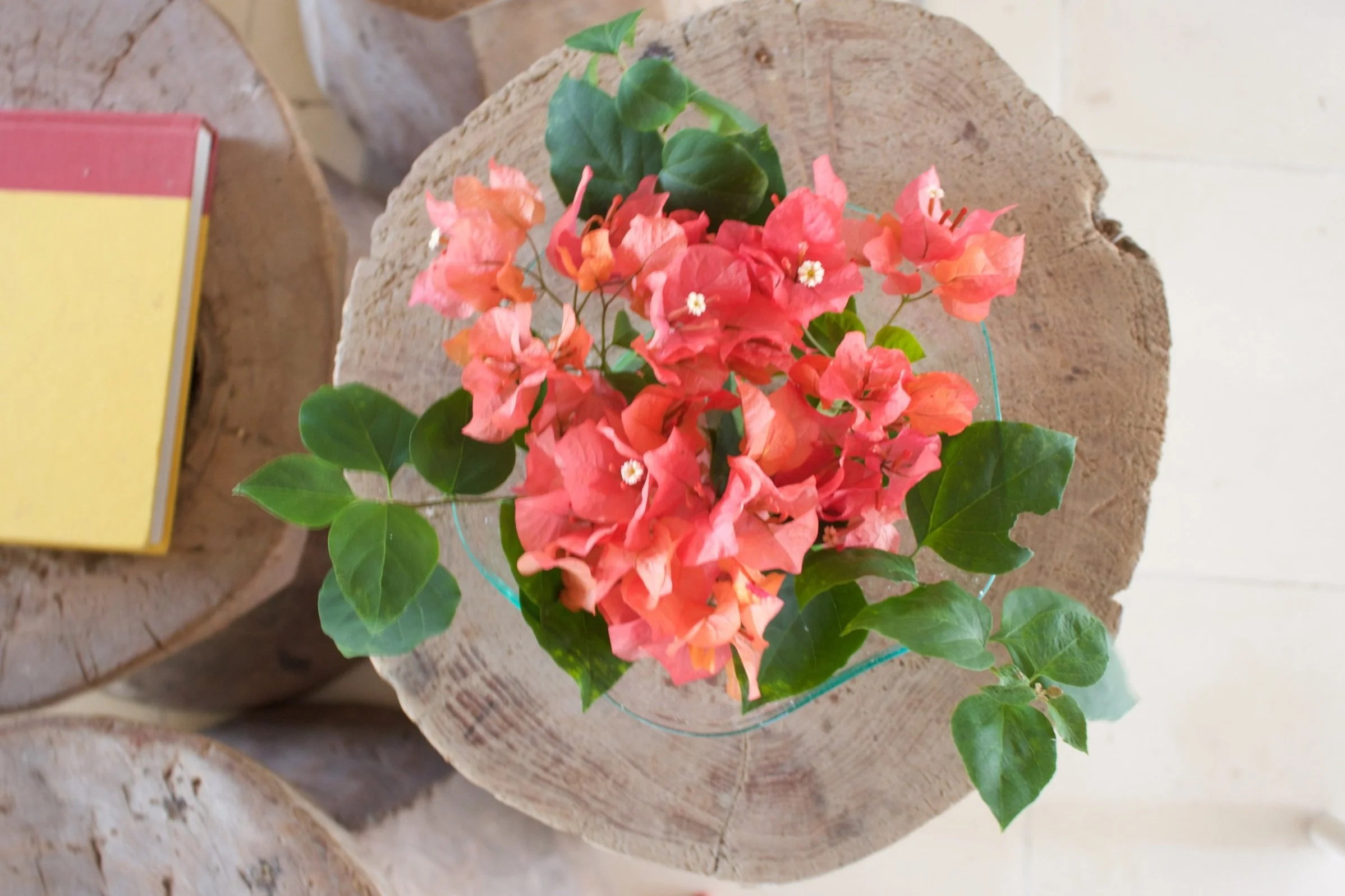 San Francisco, Femme