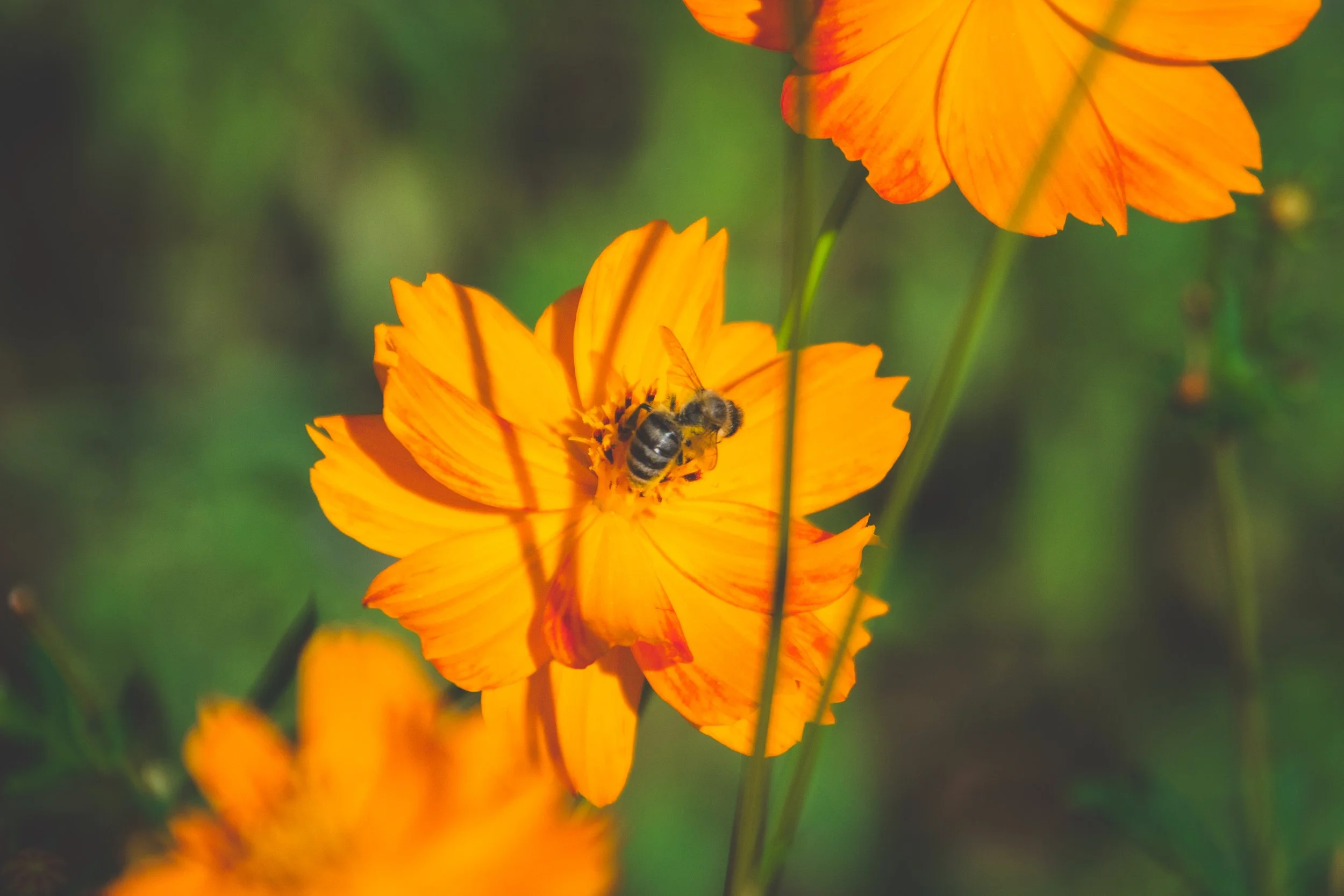 A bee collecting nectar from an cosmo orange flower with green blurred background.