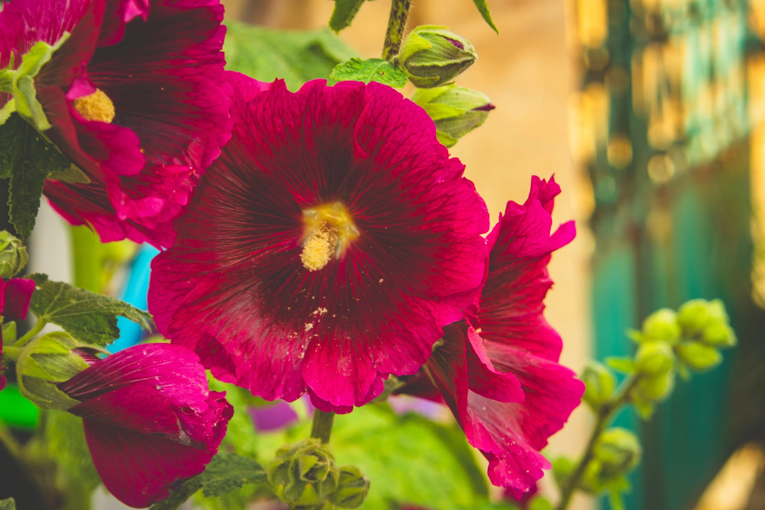 Close-up of vibrant pink hollyhock flowers with yellow stamens, some buds, and green leaves, against a blurred background.