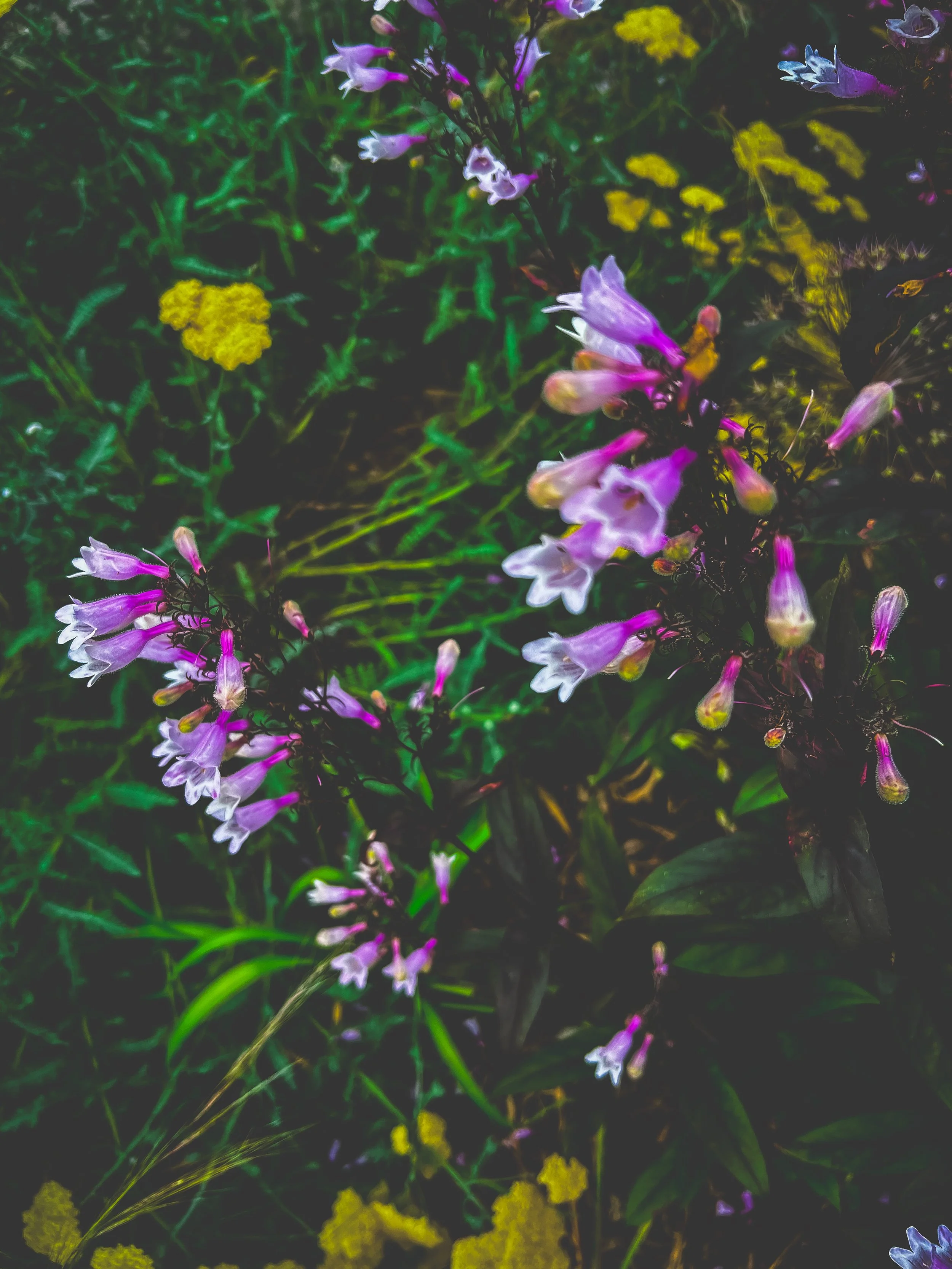 Close-up of purple penstemon and white flowers with green and yellow foliage in the background. Yellow yarrow flowers.