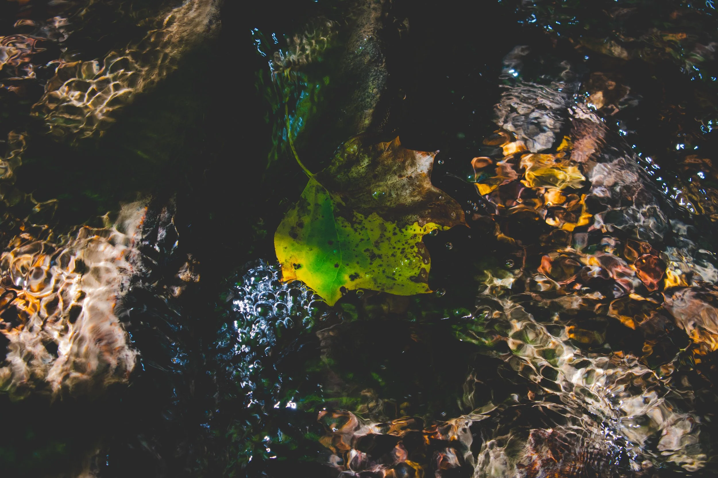 A close-up of a green leaf floating on the surface of a shallow stream with rocks and pebbles visible underneath.