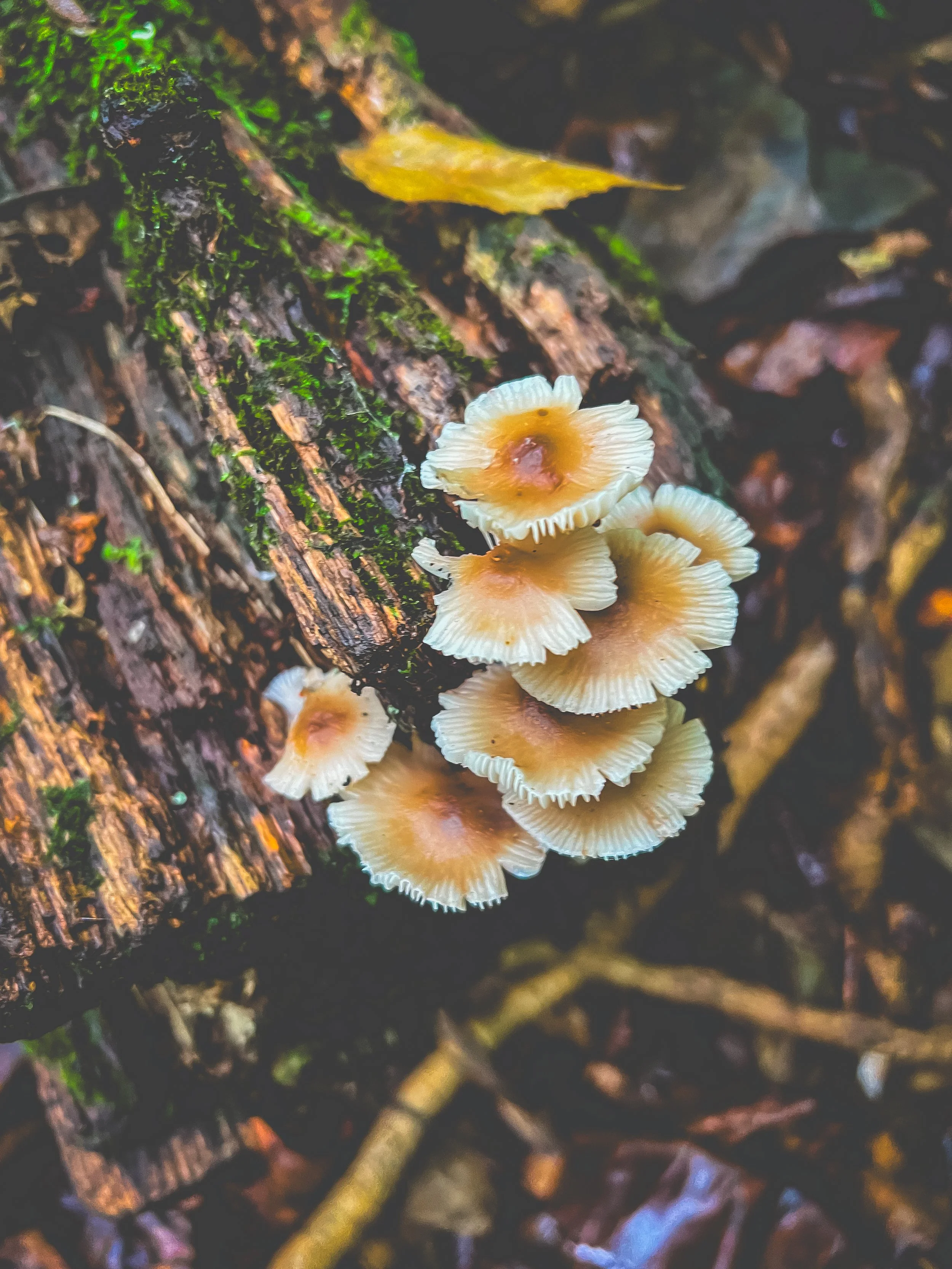 Cluster of small beige mushrooms with ruffled caps growing on a decayed tree trunk in a forest.