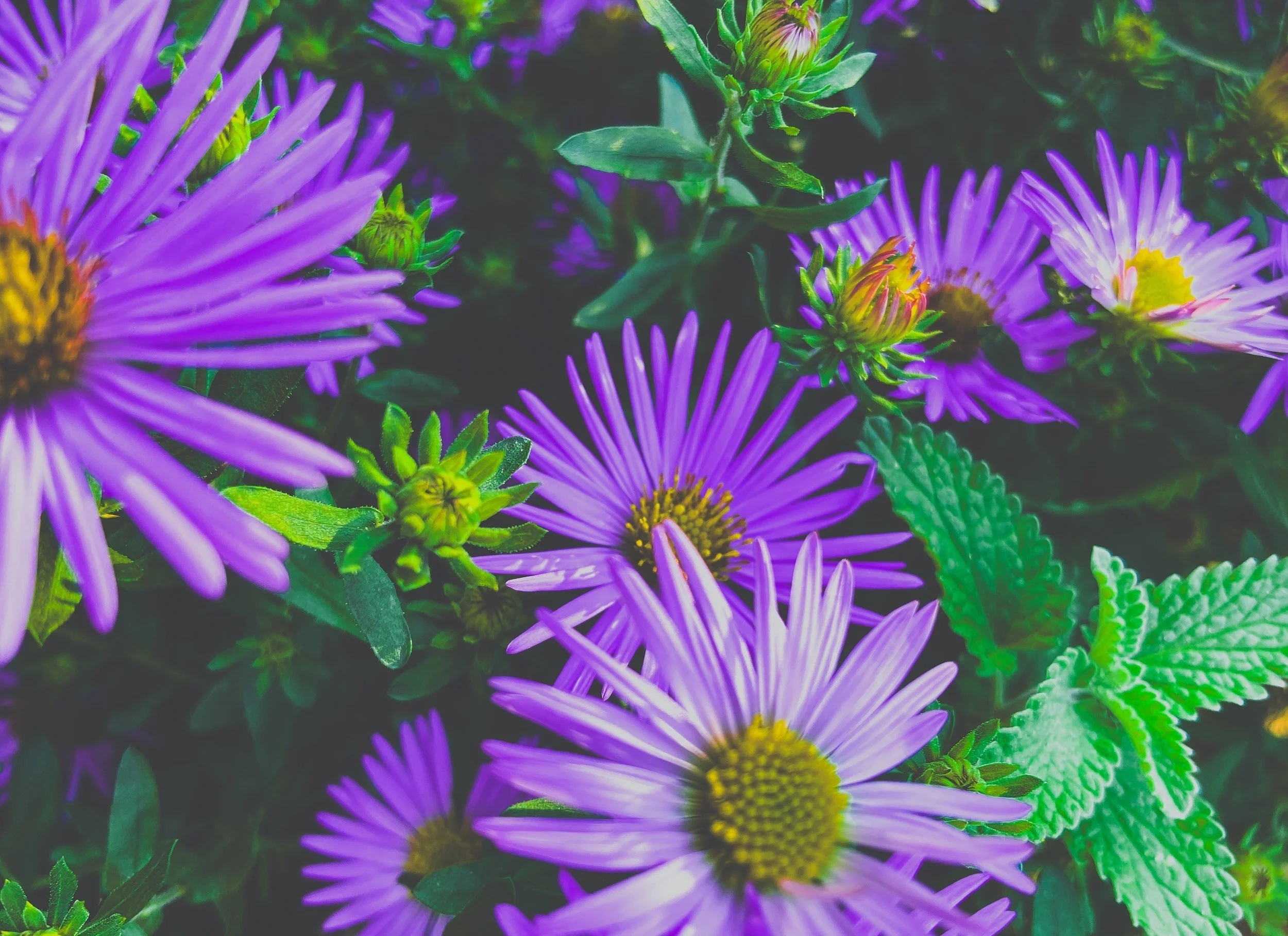 Cluster of purple daisy-like aster flowers with yellow centers and green leaves.