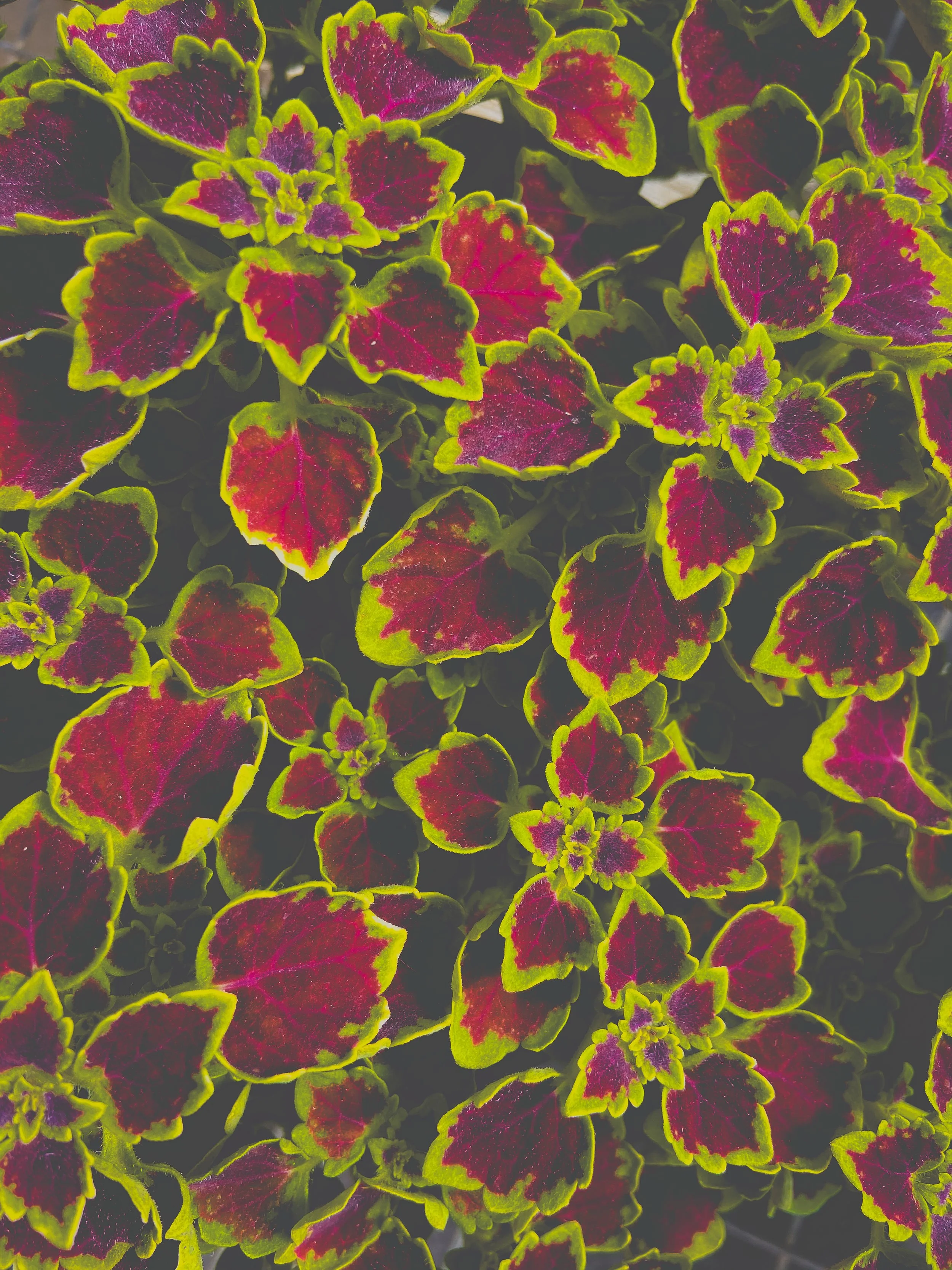 Close-up of colorful variegated leaves with pink, green, and purple hues.