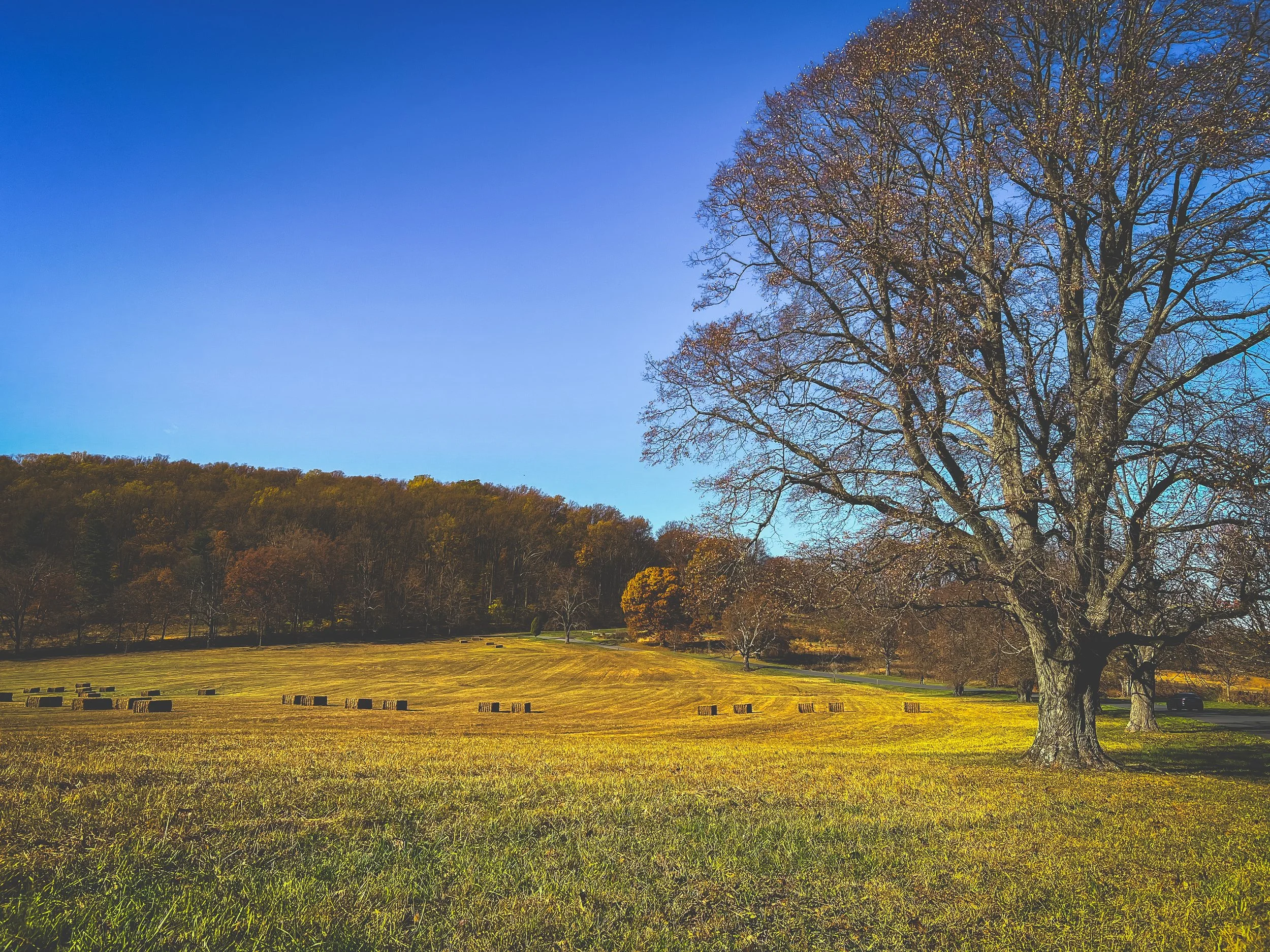 Open grassy field with large leafless tree, hay bales, and wooded hill under clear blue sky, Valley Forge, Pennsylvania. 
