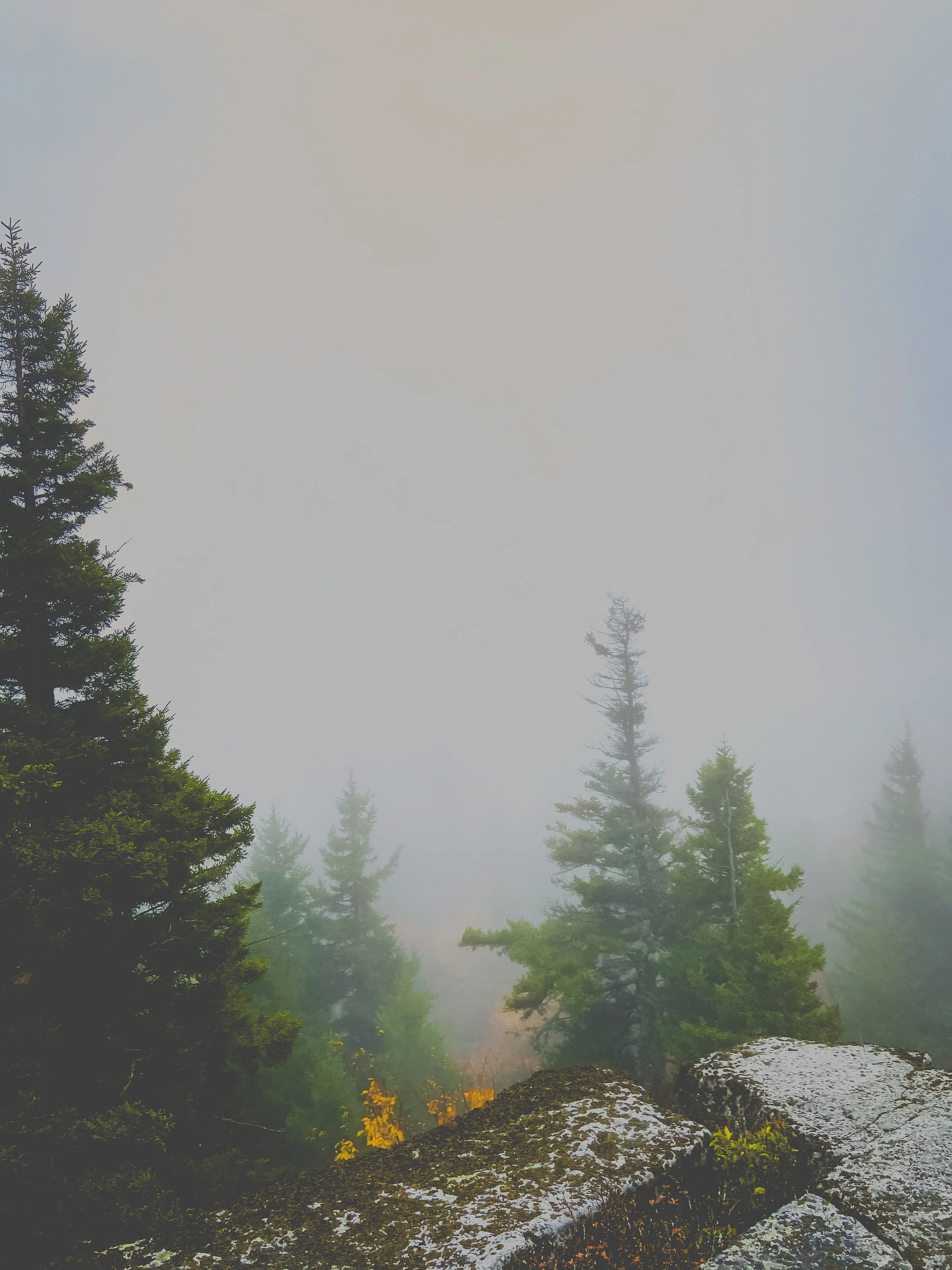 Foggy forest scene with tall pine trees, rocks in the foreground, and a misty sky, Dolly Sods, West Virginia.