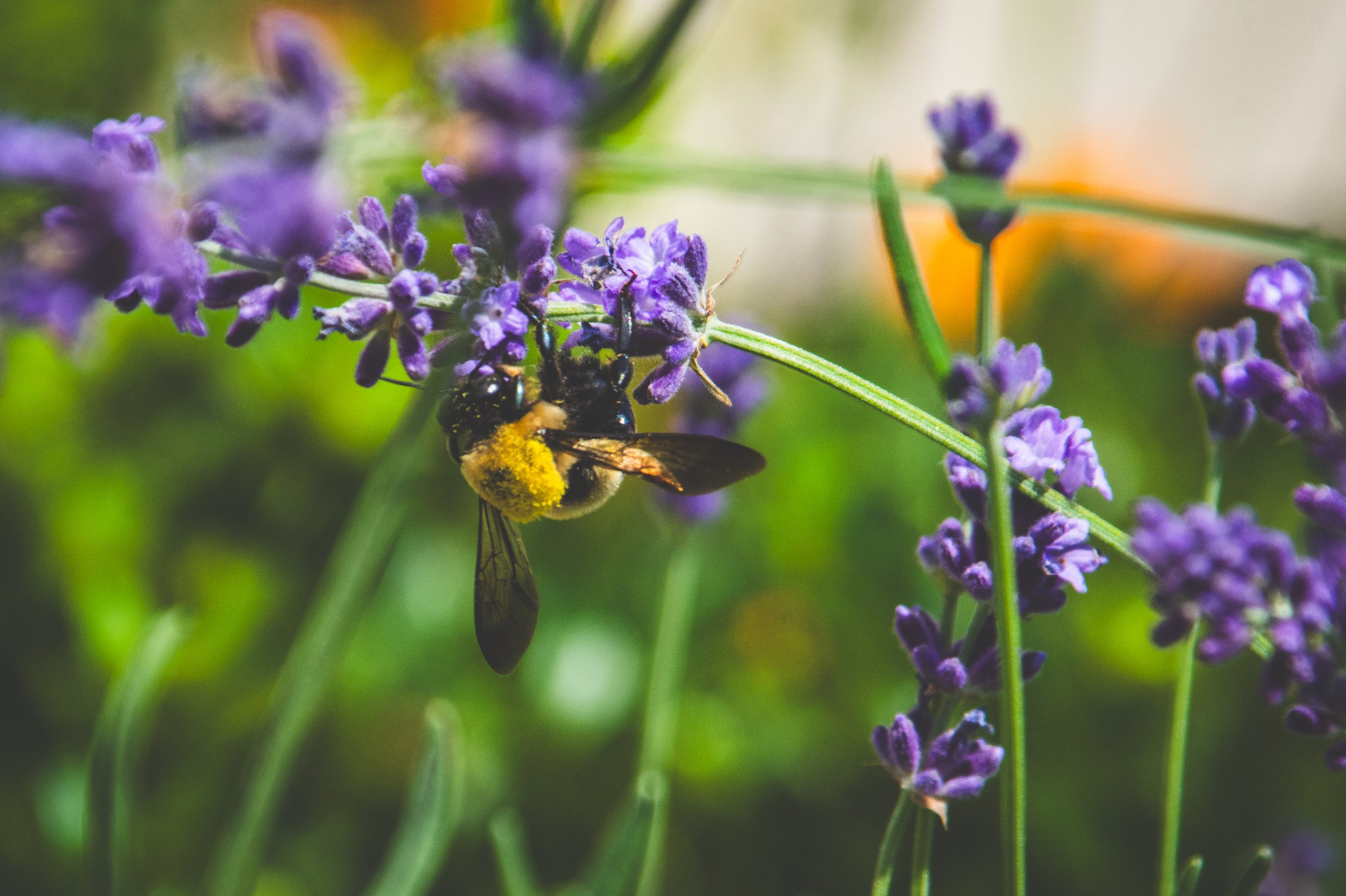 Close-up of a bee covered in yellow pollen on purple lavender flowers with green stems and blurred background.