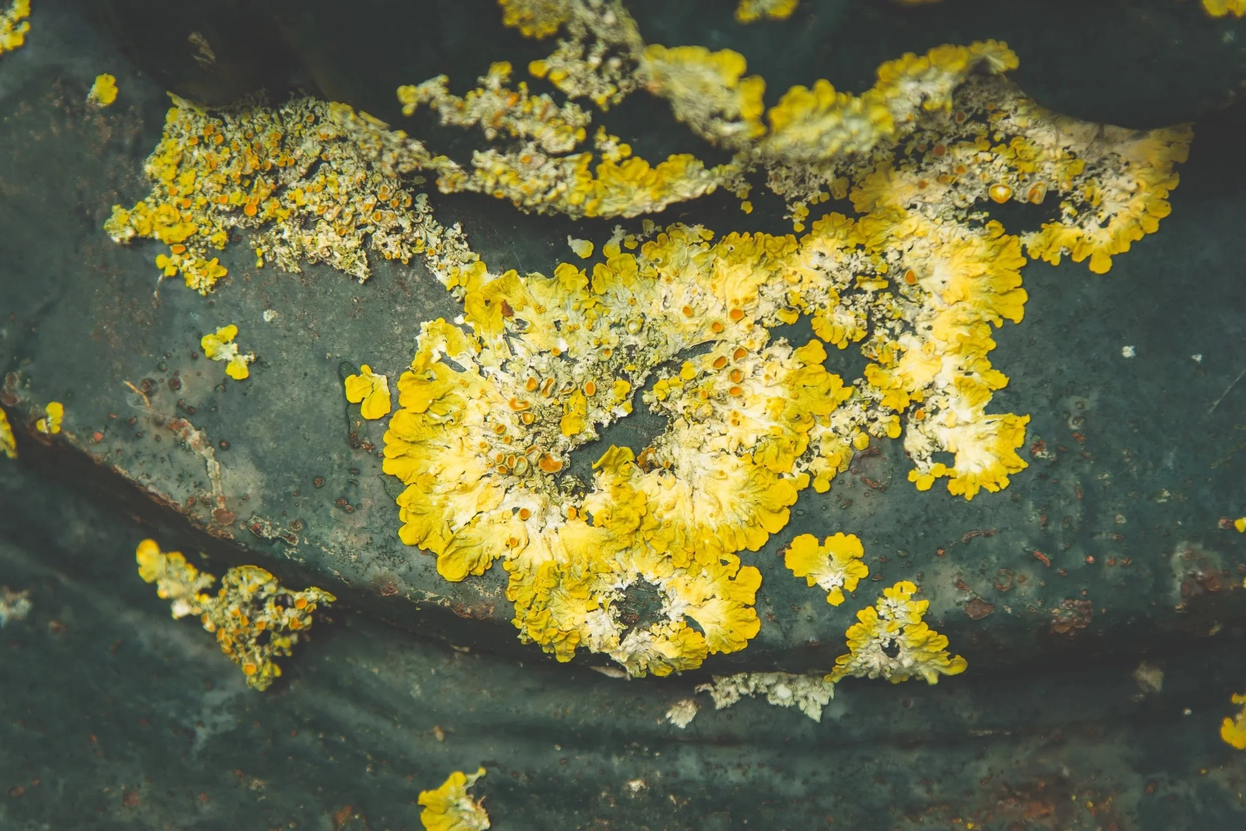 Yellow, chartreuse and gray lichen growing on a dark stone surface.