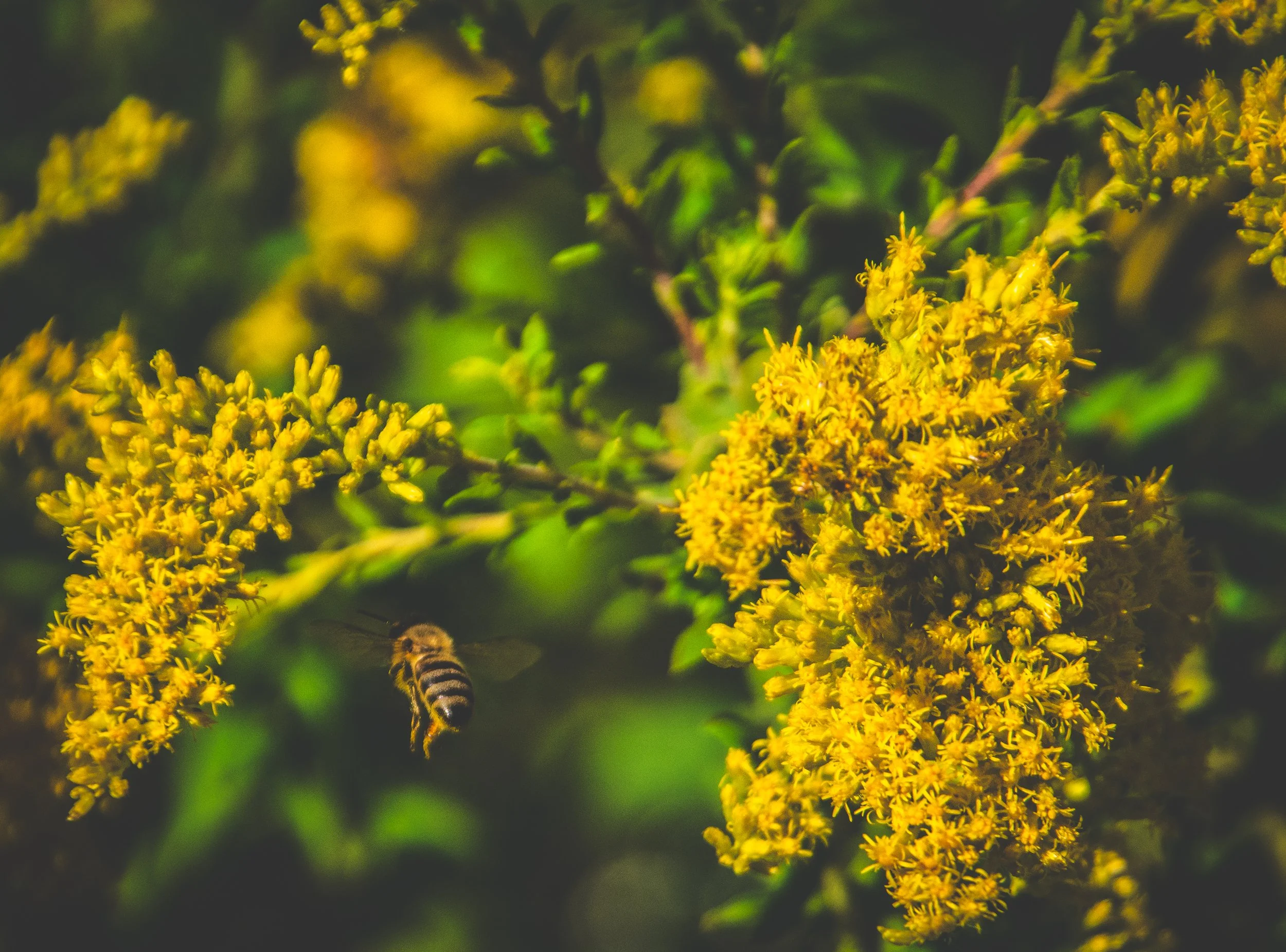 Close-up of a bee flying near yellow flowering goldenrod plant with green leaves in the background.