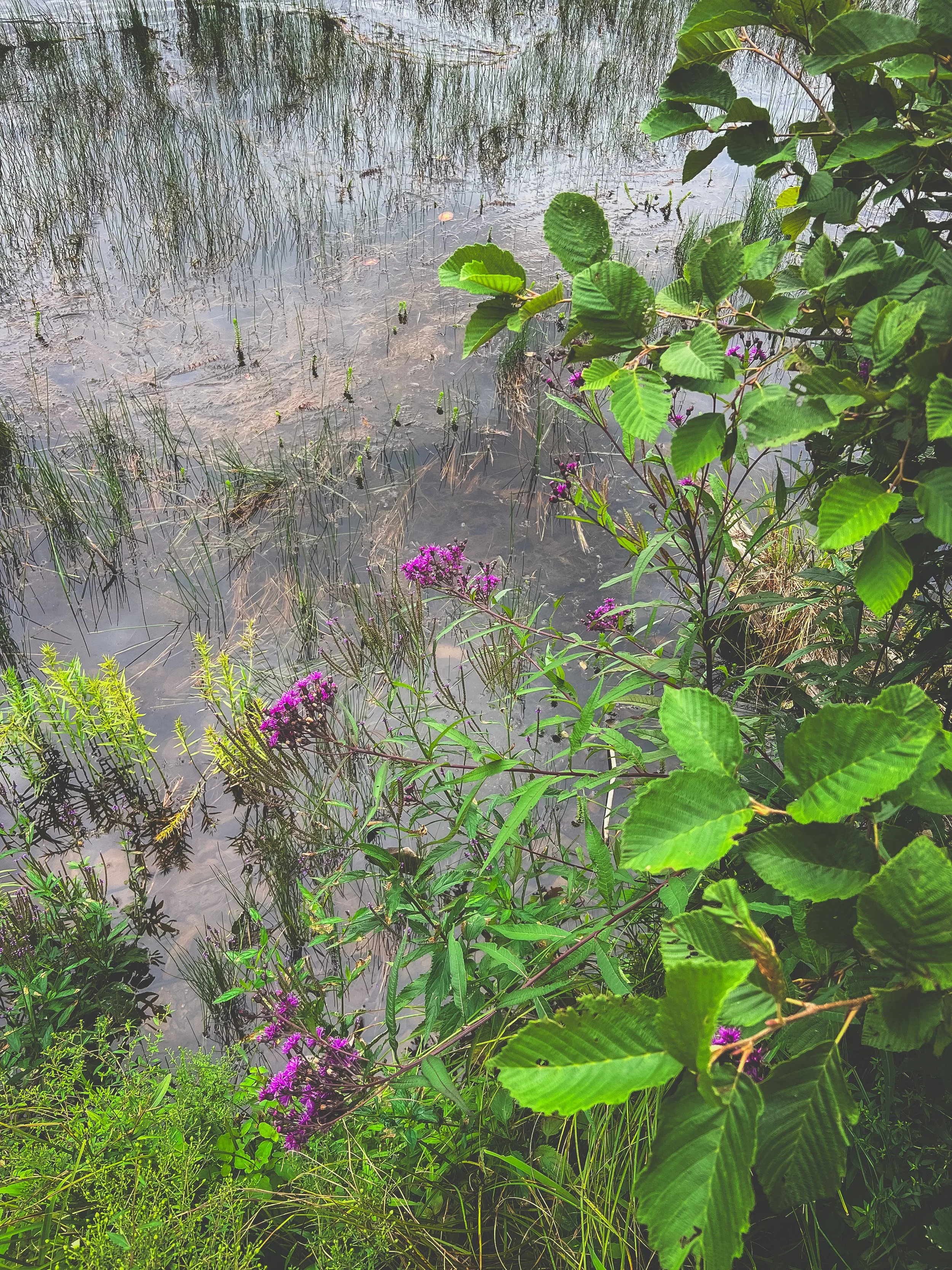 Near the edge of a body of water, green leafy plants with purple flowers grow amidst tall grass and reeds.