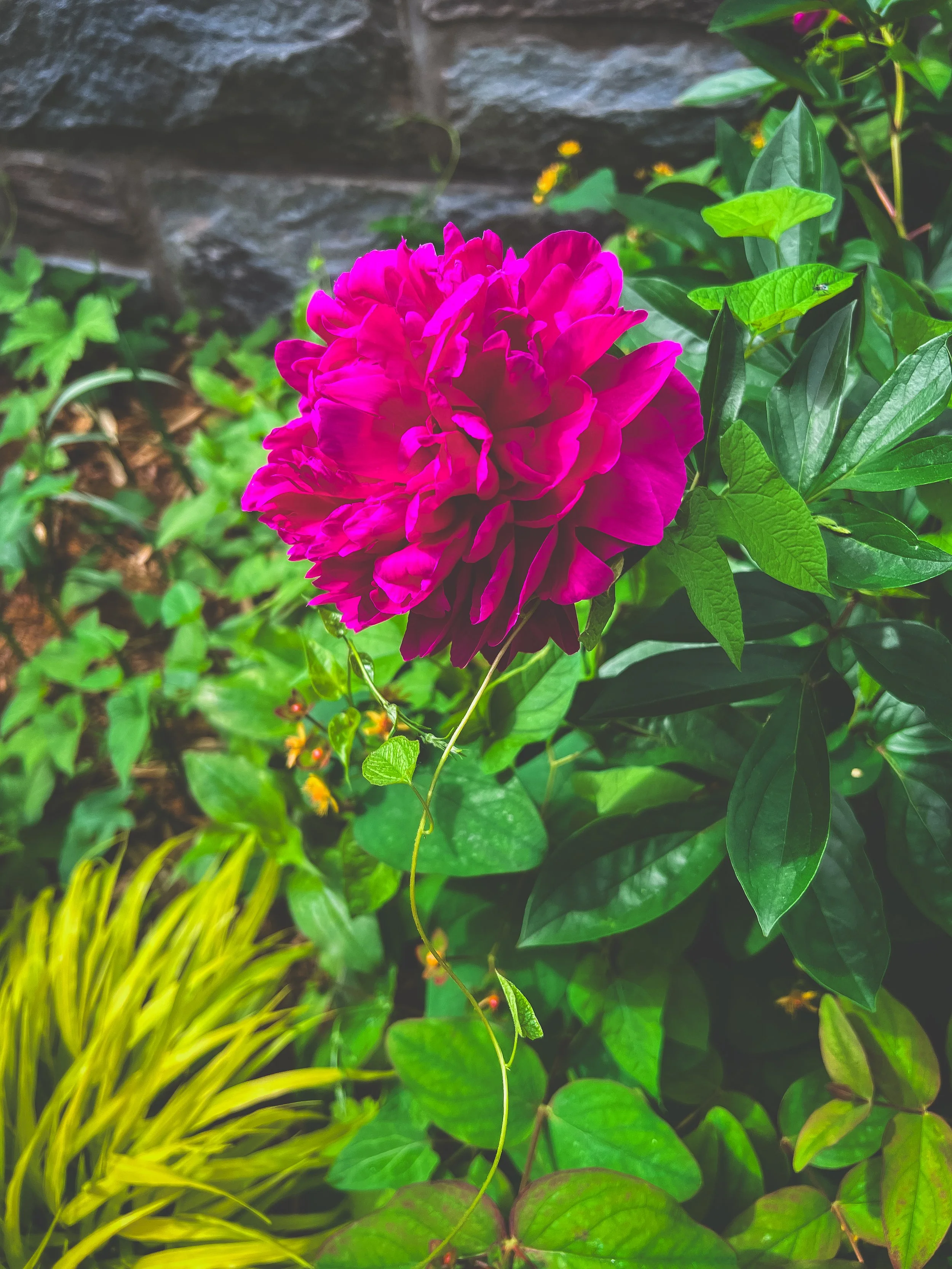 A vibrant pink peony flower in full bloom surrounded by green leaves in a garden.