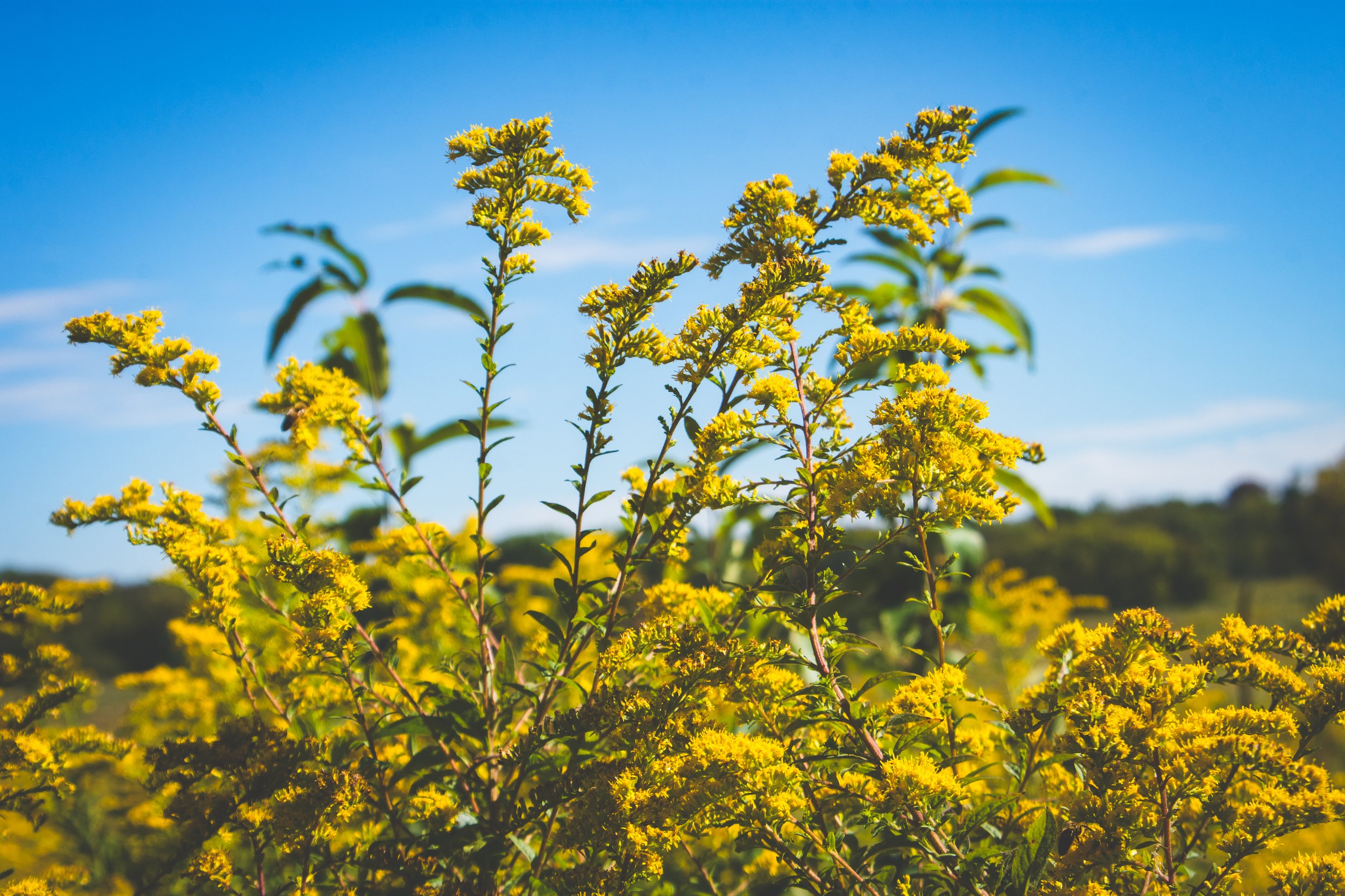 Close-up of yellow flowering, goldenrod plants under a clear blue sky at Valley Forge, Pennsylvania.