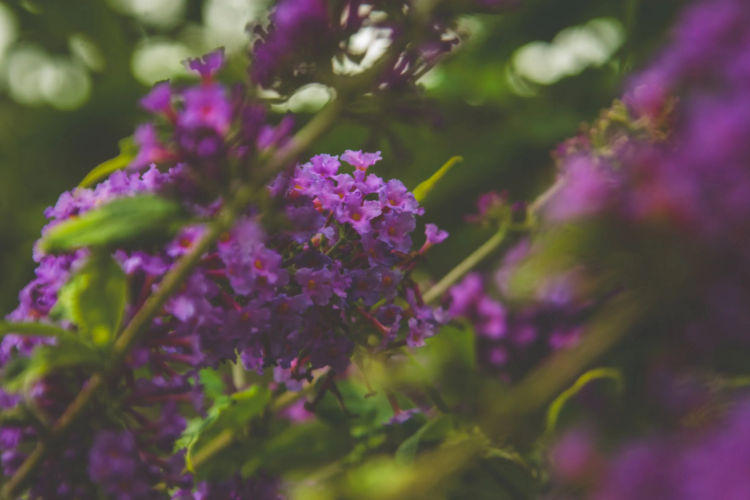Close-up of purple flowers with green leaves and stems.