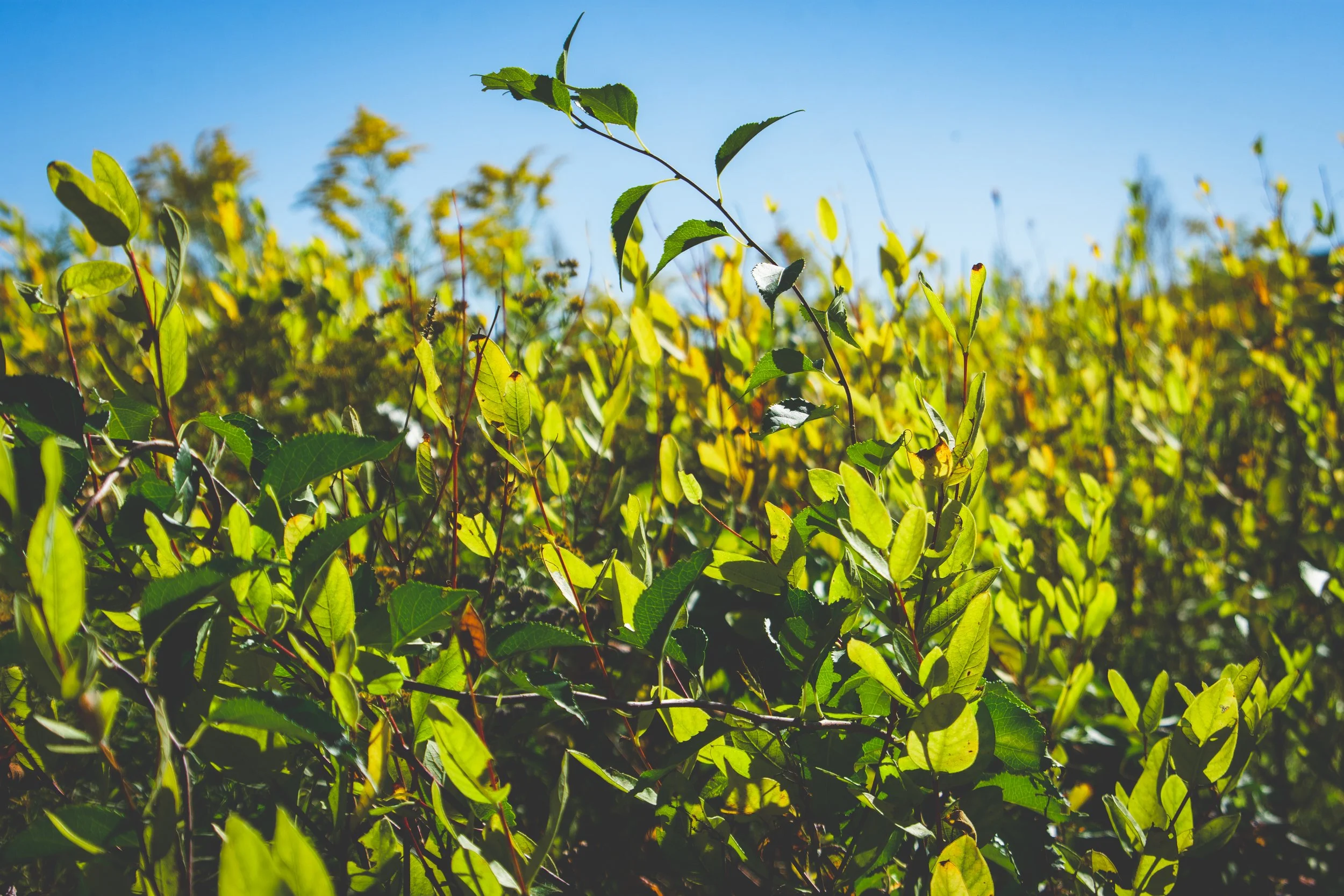 Close-up of green bushes with a blue sky in the background. Valley Forge, Pennsylvania. 