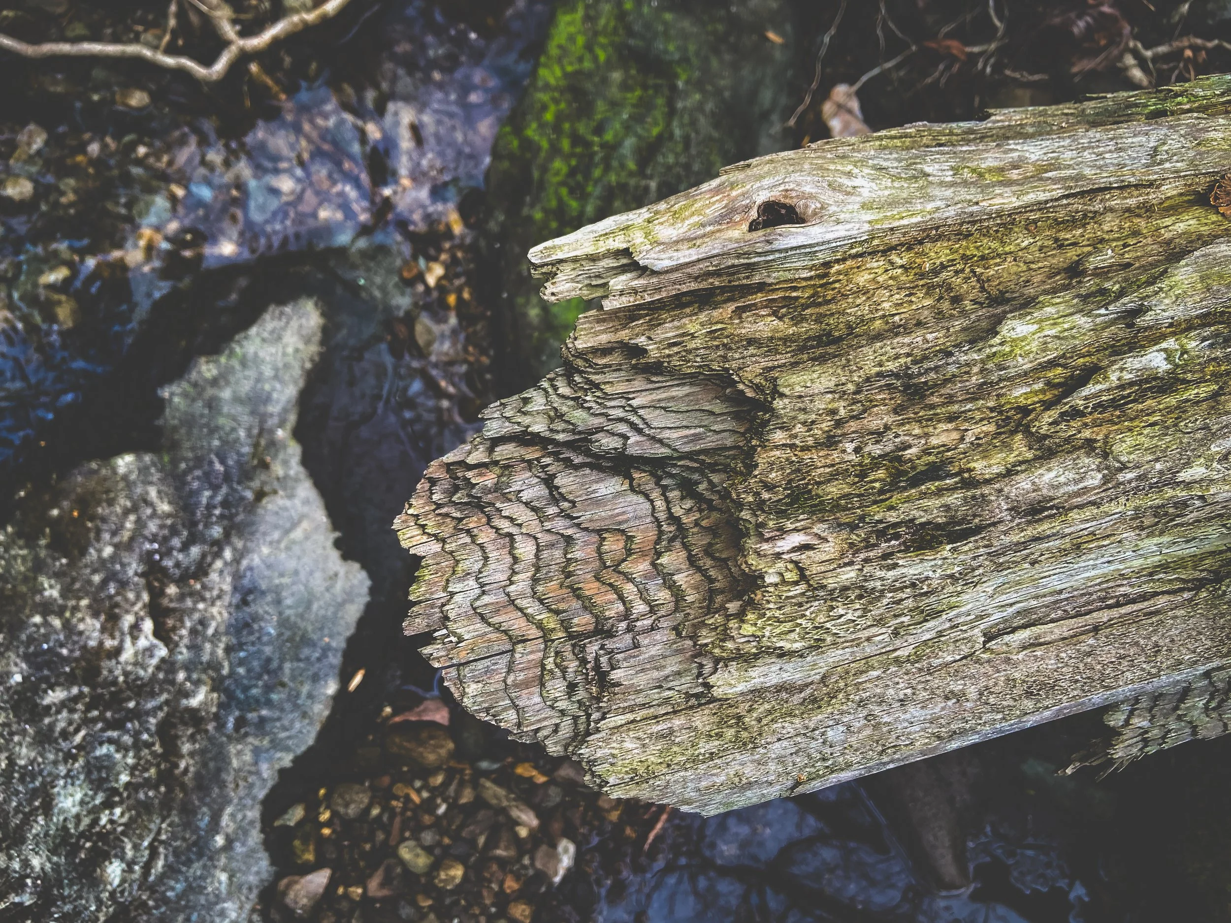 Close-up of a weathered tree branch with cracked and textured bark, surrounded by rocks and soil.