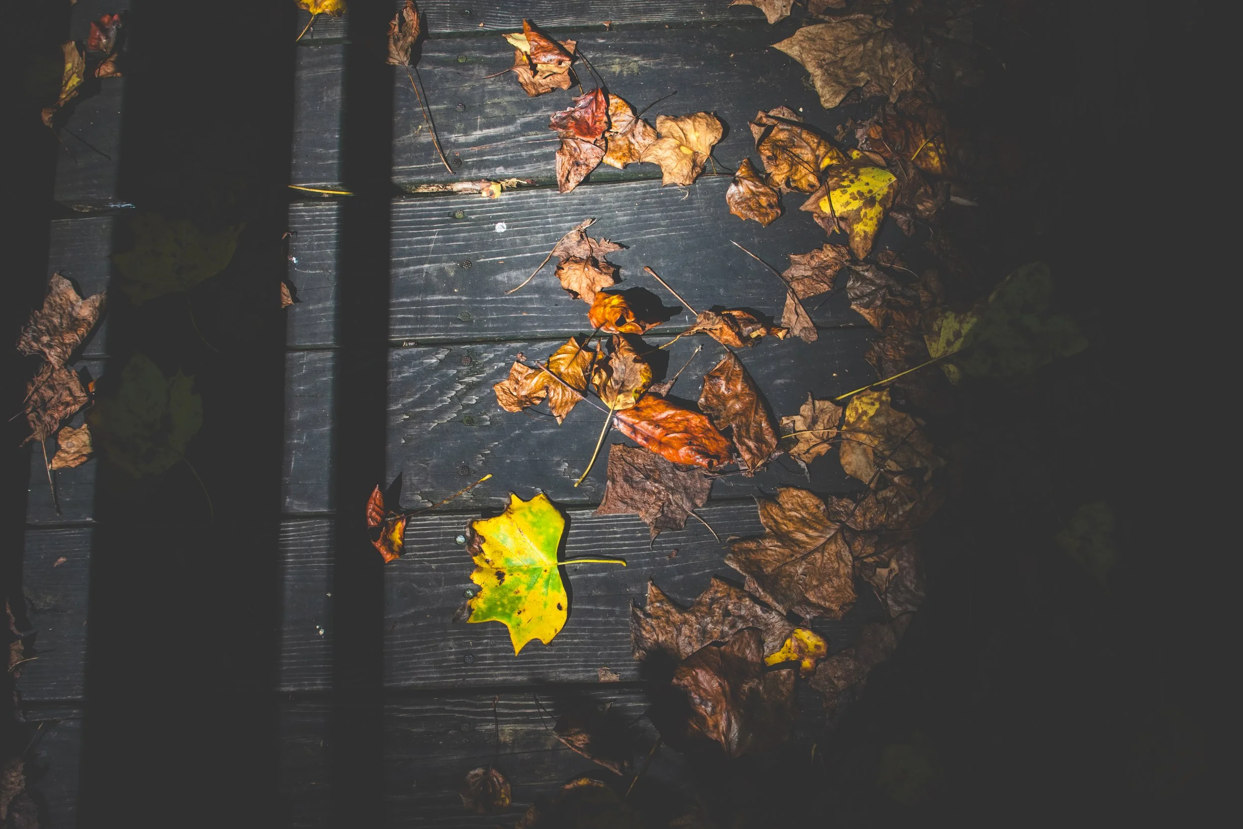 Autumn leaves scattered on a dark wooden surface, partially illuminated by light, with shadows cast across the scene.