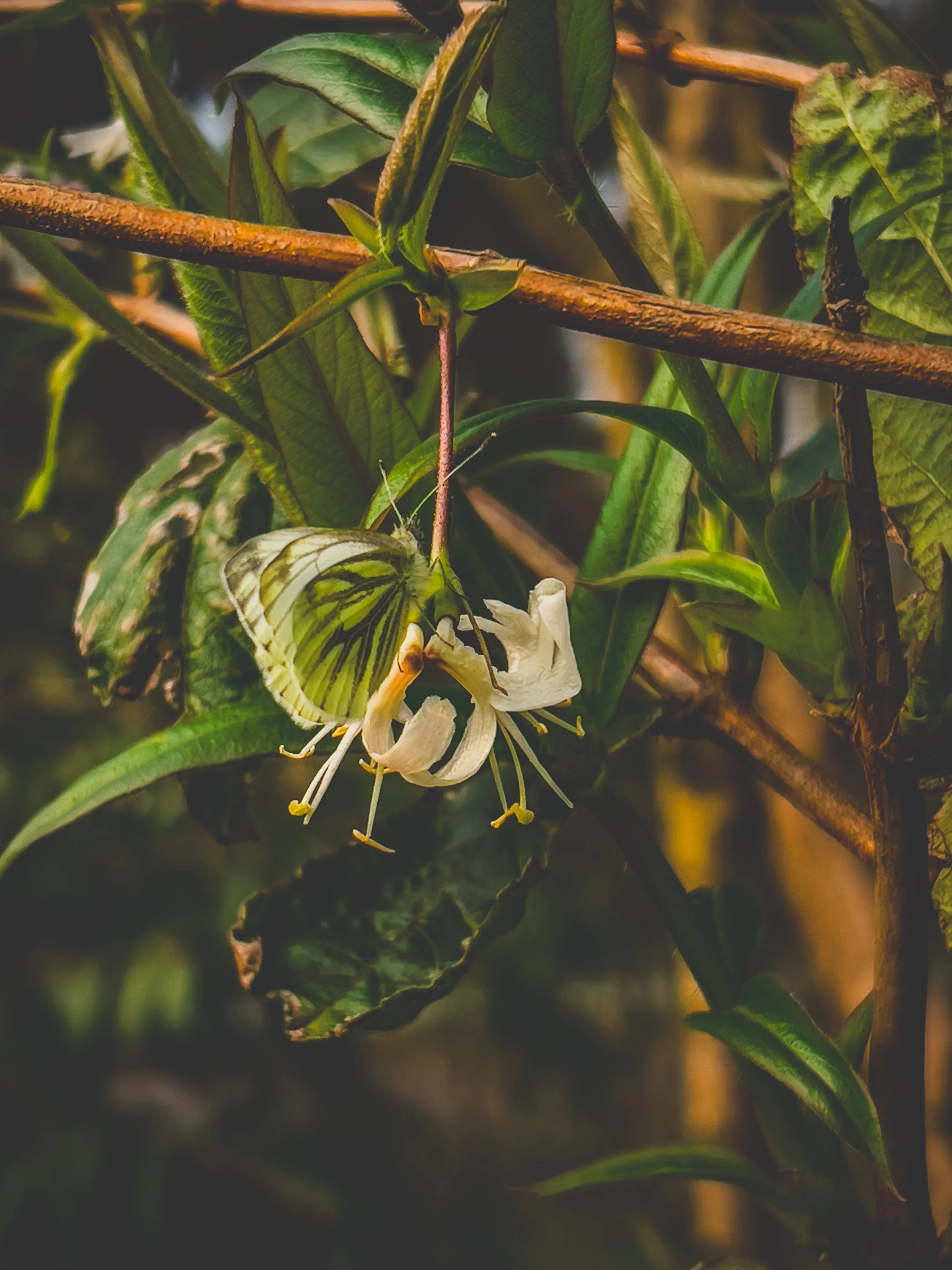 A butterfly with green and white wings resting on a white flower amid green leaves and branches.