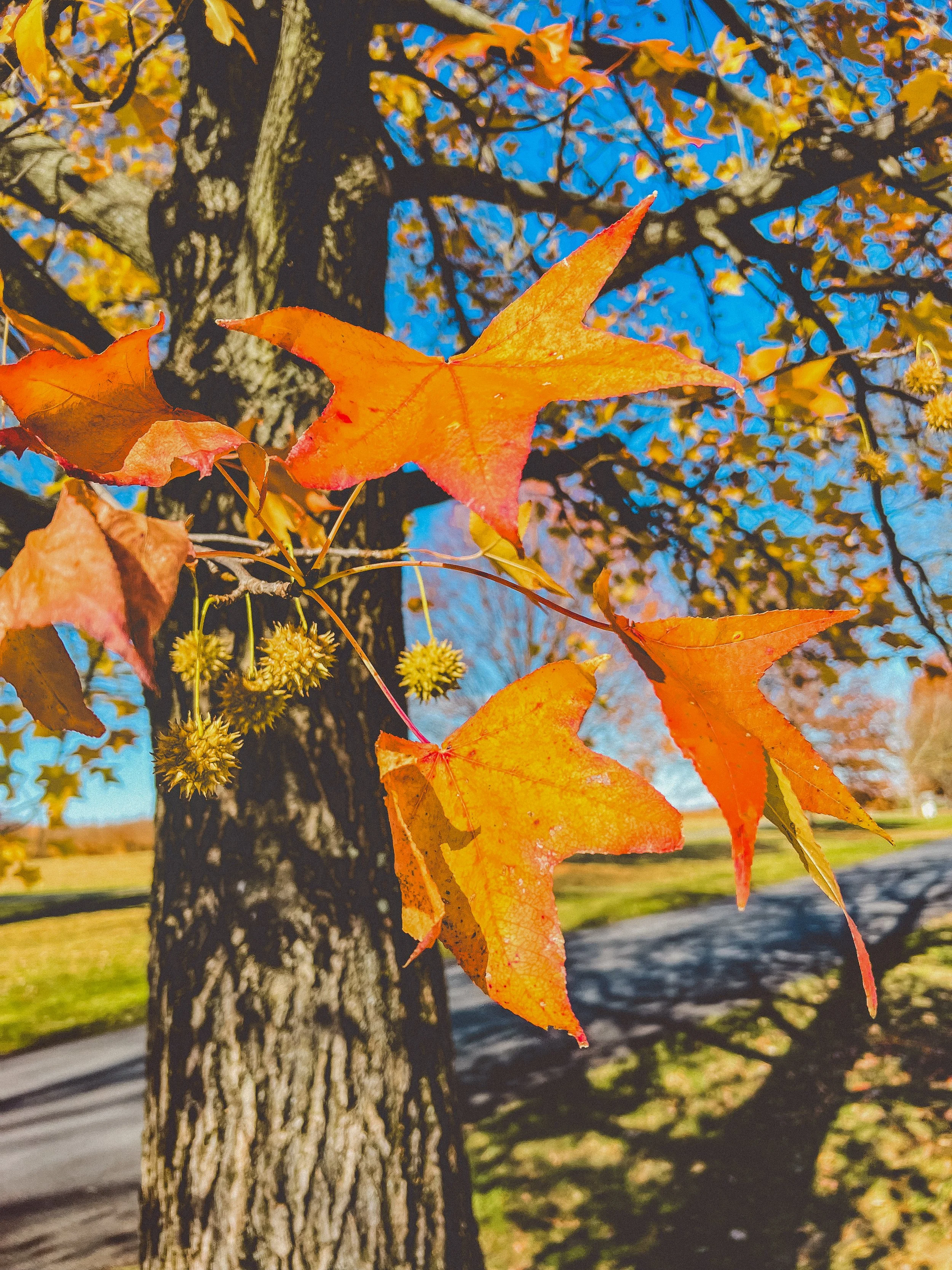 Close-up of orange and yellow maple leaves on a tree branch during autumn, with a blue sky and park scenery in the background. Valley Forge, Pennsylvania. 