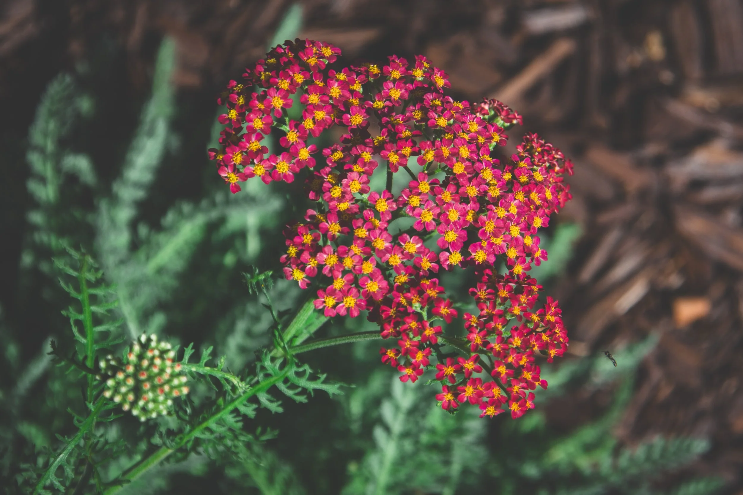 Close-up of small, vibrant red yarrow flowers with yellow centers, blooming on green stems with fern-like leaves. Brown mulch is visible in the background.