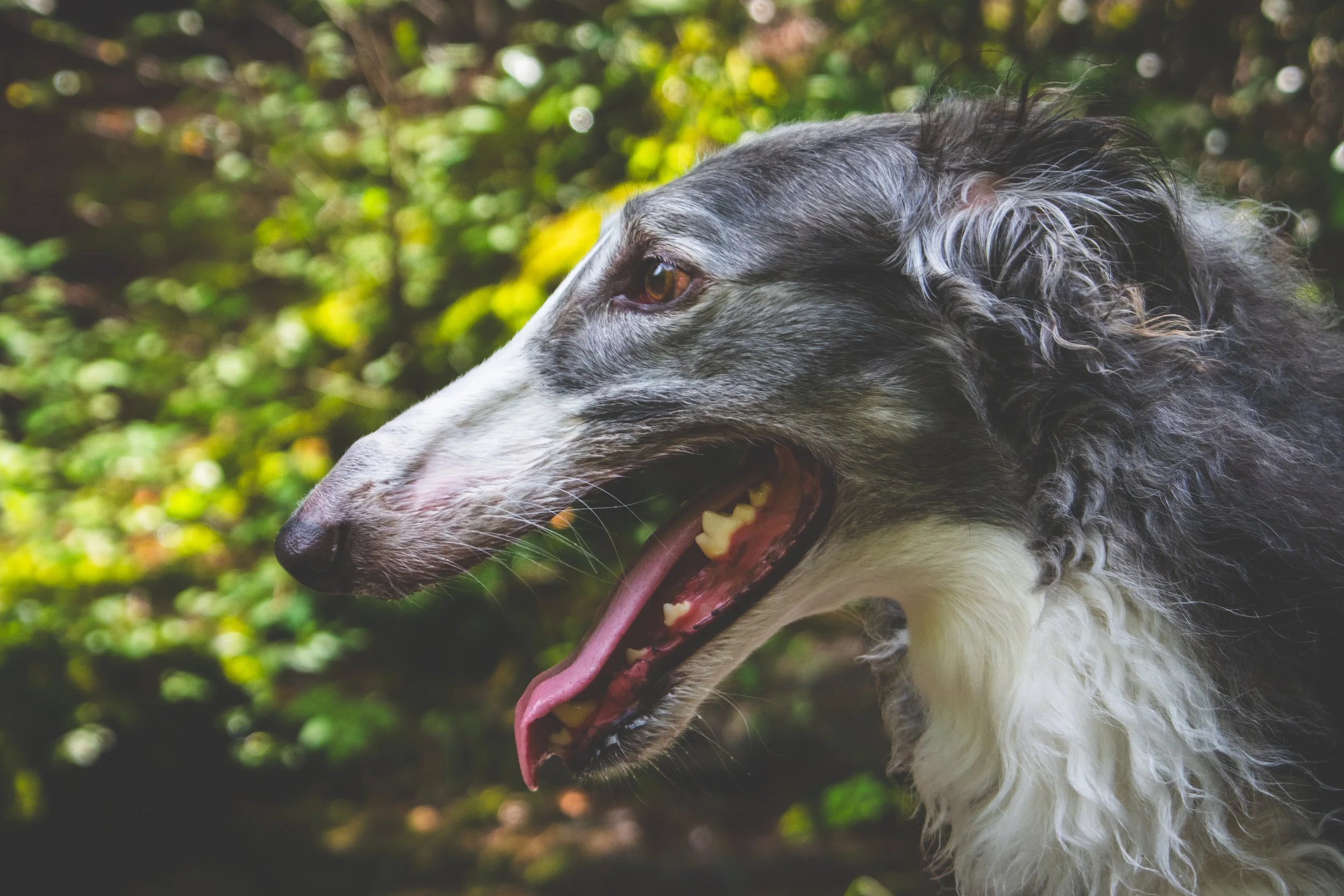 Close-up of a gray and white Borzoi dog with its tongue out, outdoors with greenery in the background.